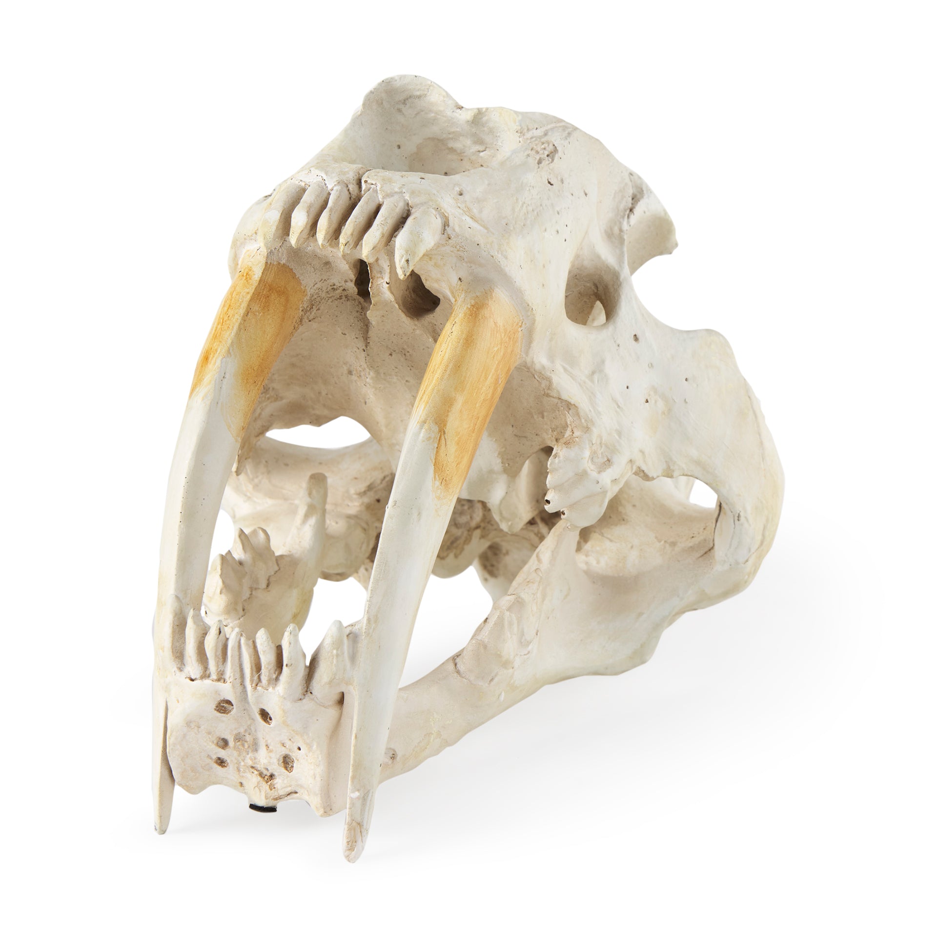 Fozzil Resin Sabretooth Skull Replica Object Decorative Objects Mercana , Black Friday Sale Mercana Furniture Sale, Old Bones Co, Mid Century Furniture Sale, Four Hands Furniture, Black Friday Sale Fozzil Resin Sabretooth Skull Replica Object,Gus Sale, Perigold Fozzil Resin Sabretooth Skull Replica Object Decorative Objects Black Friday Sale , Perigold Sale Fozzil Resin Sabretooth Skull Replica Object,Fozzil Resin Sabretooth Skull Replica Object Lulu and Georgia, Burke Decor Sale Fozzil Resin Sabretooth Sku