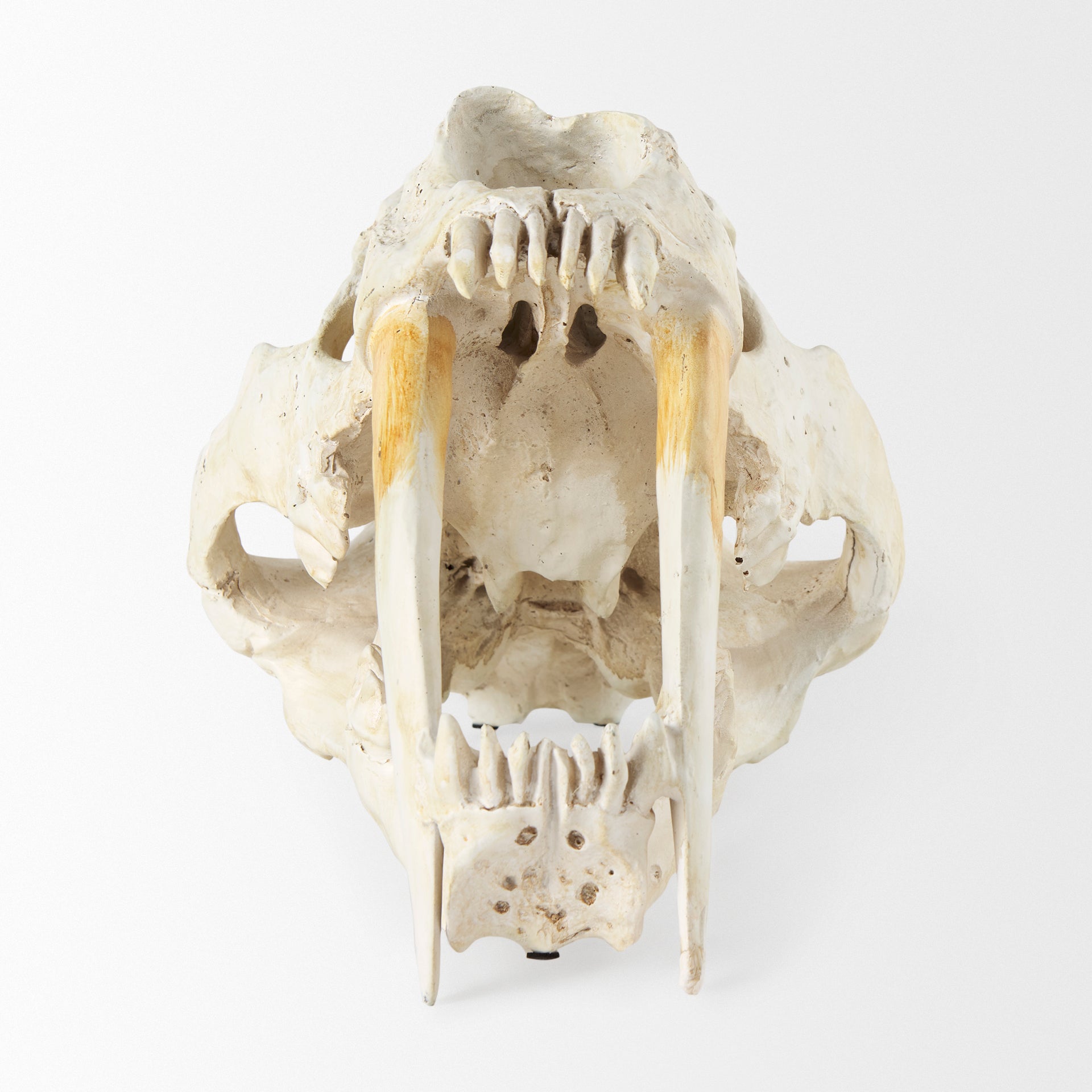 Fozzil Resin Sabretooth Skull Replica Object Decorative Objects Mercana , Black Friday Sale Mercana Furniture Sale, Old Bones Co, Mid Century Furniture Sale, Four Hands Furniture, Black Friday Sale Fozzil Resin Sabretooth Skull Replica Object,Gus Sale, Perigold Fozzil Resin Sabretooth Skull Replica Object Decorative Objects Black Friday Sale , Perigold Sale Fozzil Resin Sabretooth Skull Replica Object,Fozzil Resin Sabretooth Skull Replica Object Lulu and Georgia, Burke Decor Sale Fozzil Resin Sabretooth Sku