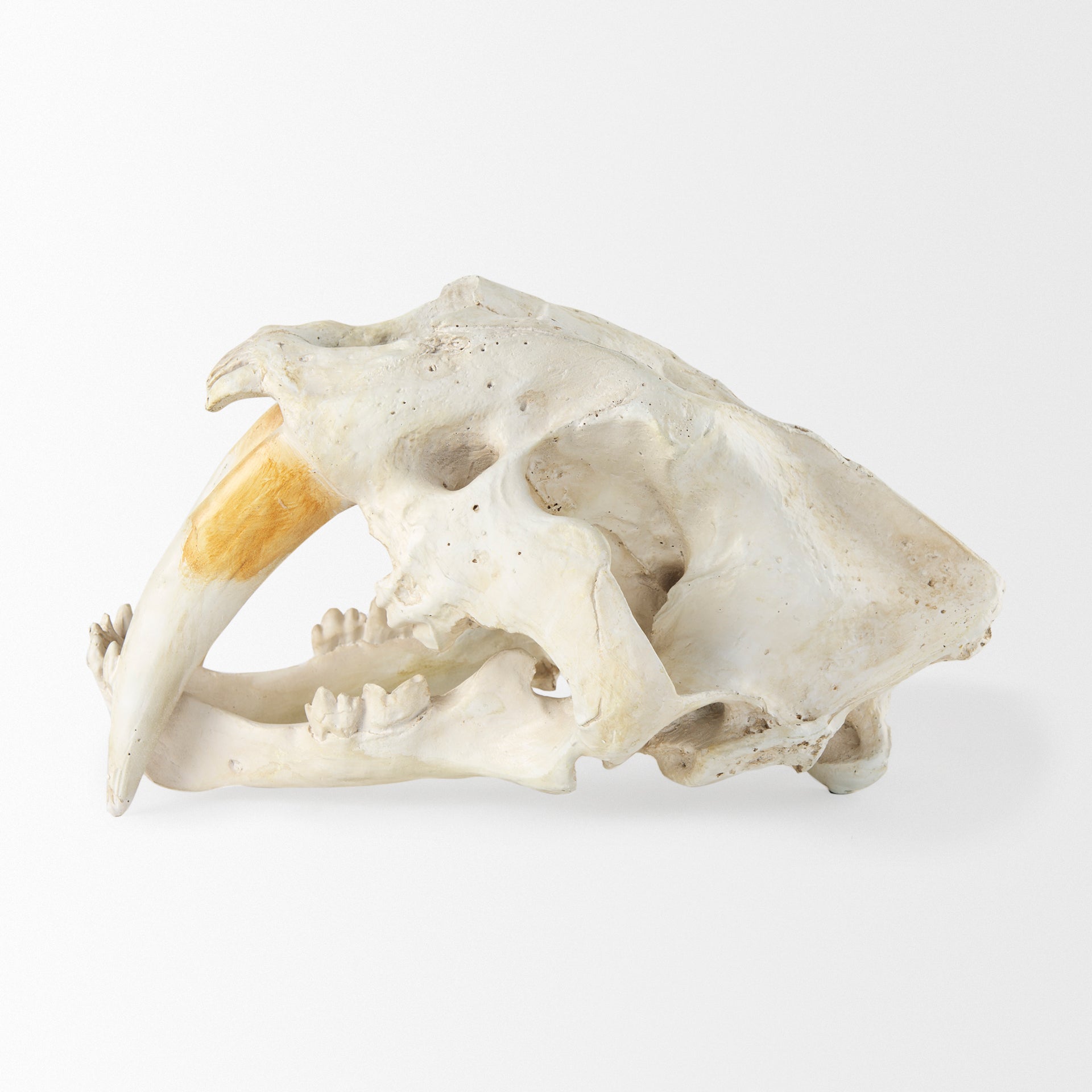Fozzil Resin Sabretooth Skull Replica Object Decorative Objects Mercana , Black Friday Sale Mercana Furniture Sale, Old Bones Co, Mid Century Furniture Sale, Four Hands Furniture, Black Friday Sale Fozzil Resin Sabretooth Skull Replica Object,Gus Sale, Perigold Fozzil Resin Sabretooth Skull Replica Object Decorative Objects Black Friday Sale , Perigold Sale Fozzil Resin Sabretooth Skull Replica Object,Fozzil Resin Sabretooth Skull Replica Object Lulu and Georgia, Burke Decor Sale Fozzil Resin Sabretooth Sku