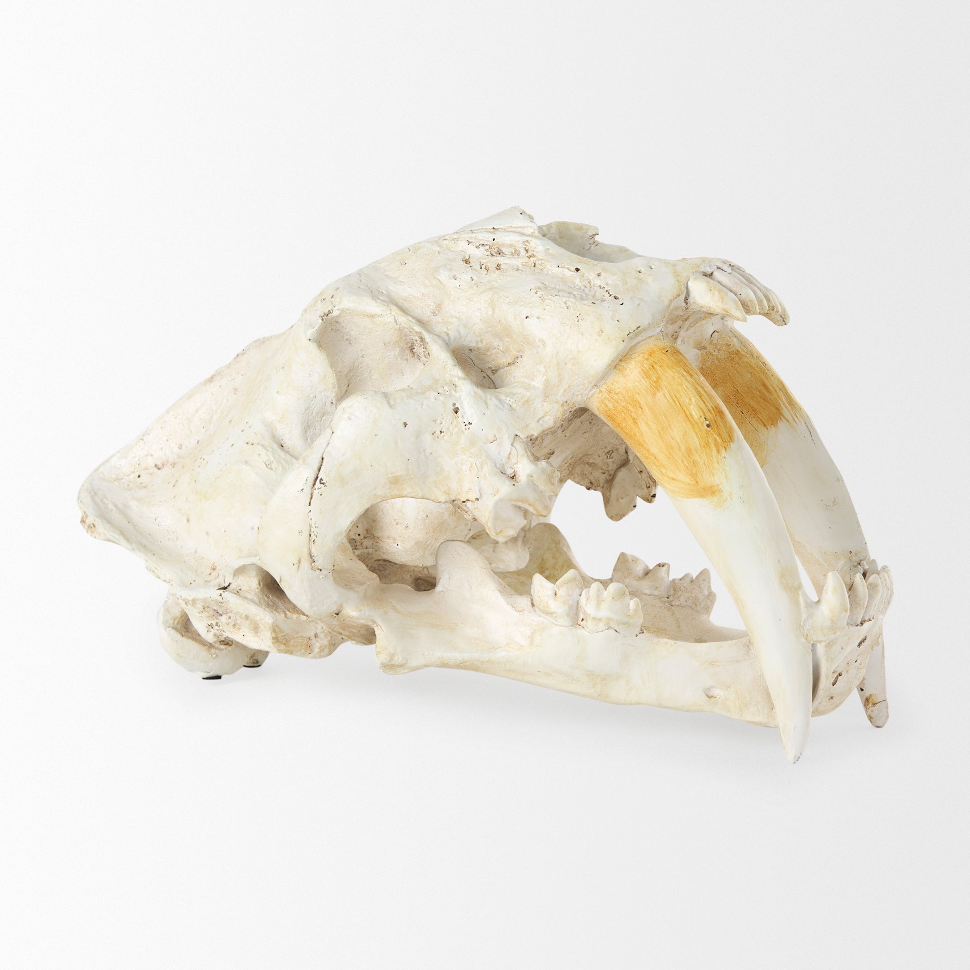 Fozzil Resin Sabretooth Skull Replica Object Decorative Objects Mercana , Black Friday Sale Mercana Furniture Sale, Old Bones Co, Mid Century Furniture Sale, Four Hands Furniture, Black Friday Sale Fozzil Resin Sabretooth Skull Replica Object,Gus Sale, Perigold Fozzil Resin Sabretooth Skull Replica Object Decorative Objects Black Friday Sale , Perigold Sale Fozzil Resin Sabretooth Skull Replica Object,Fozzil Resin Sabretooth Skull Replica Object Lulu and Georgia, Burke Decor Sale Fozzil Resin Sabretooth Sku