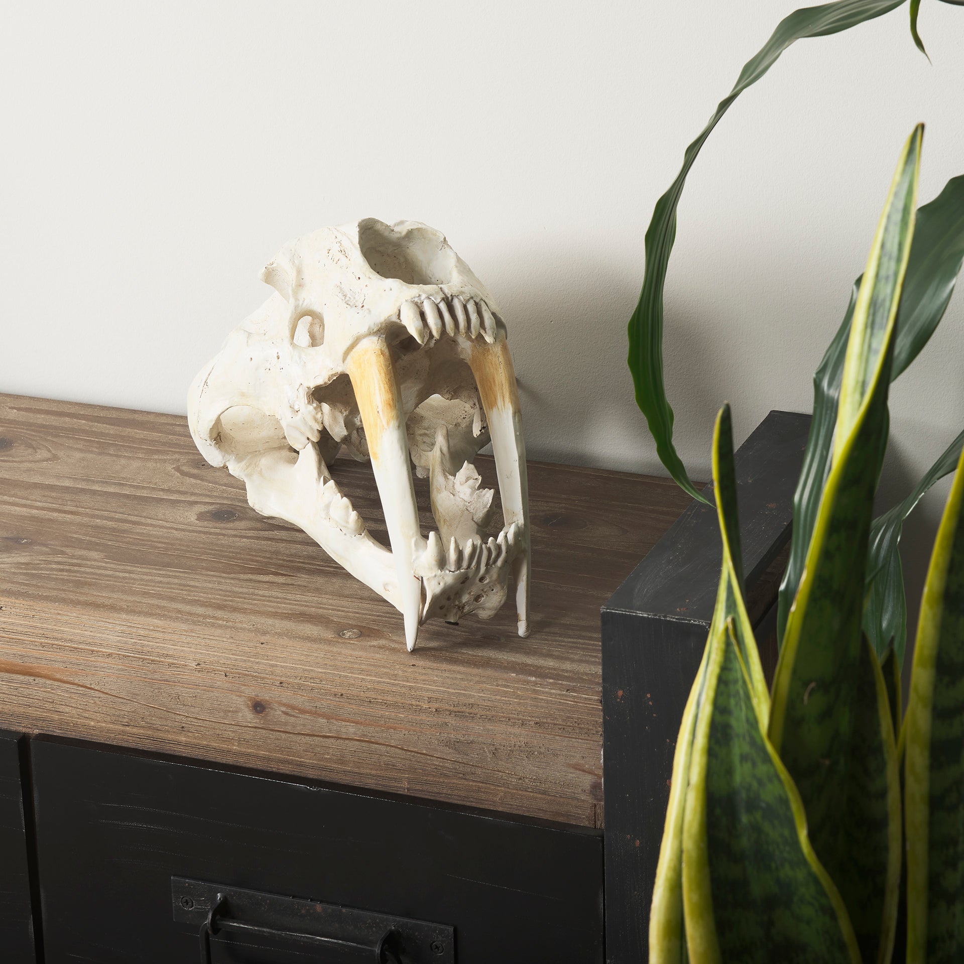 Fozzil Resin Sabretooth Skull Replica Object Decorative Objects Mercana , Black Friday Sale Mercana Furniture Sale, Old Bones Co, Mid Century Furniture Sale, Four Hands Furniture, Black Friday Sale Fozzil Resin Sabretooth Skull Replica Object,Gus Sale, Perigold Fozzil Resin Sabretooth Skull Replica Object Decorative Objects Black Friday Sale , Perigold Sale Fozzil Resin Sabretooth Skull Replica Object,Fozzil Resin Sabretooth Skull Replica Object Lulu and Georgia, Burke Decor Sale Fozzil Resin Sabretooth Sku