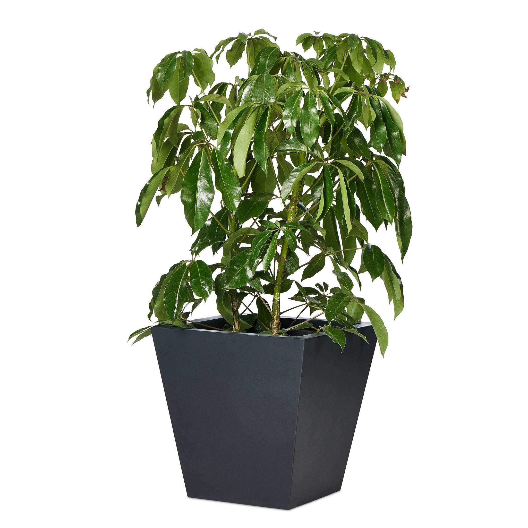 Koto Planter Planters Four Hands , Black Friday Sale Four Hands Furniture Sale, Old Bones Co, Mid Century Furniture Sale, Four Hands Furniture, Black Friday Sale Koto Planter,Gus Sale, Perigold Koto Planter Planters Black Friday Sale , Perigold Sale Koto Planter,Koto Planter Lulu and Georgia, Burke Decor Sale Koto Planter, www.oldbonesco.com