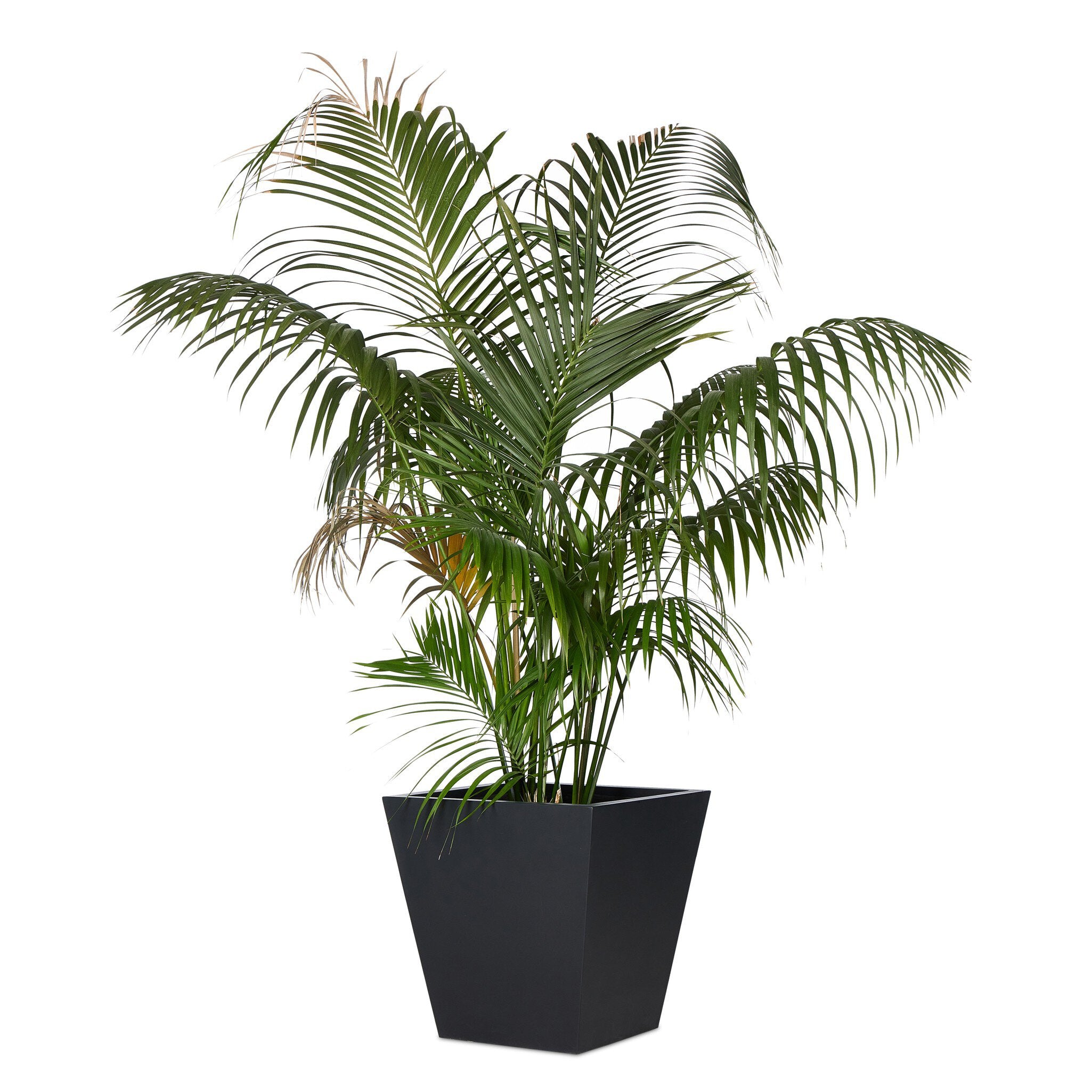 Koto Planter Planters Four Hands , Black Friday Sale Four Hands Furniture Sale, Old Bones Co, Mid Century Furniture Sale, Four Hands Furniture, Black Friday Sale Koto Planter,Gus Sale, Perigold Koto Planter Planters Black Friday Sale , Perigold Sale Koto Planter,Koto Planter Lulu and Georgia, Burke Decor Sale Koto Planter, www.oldbonesco.com