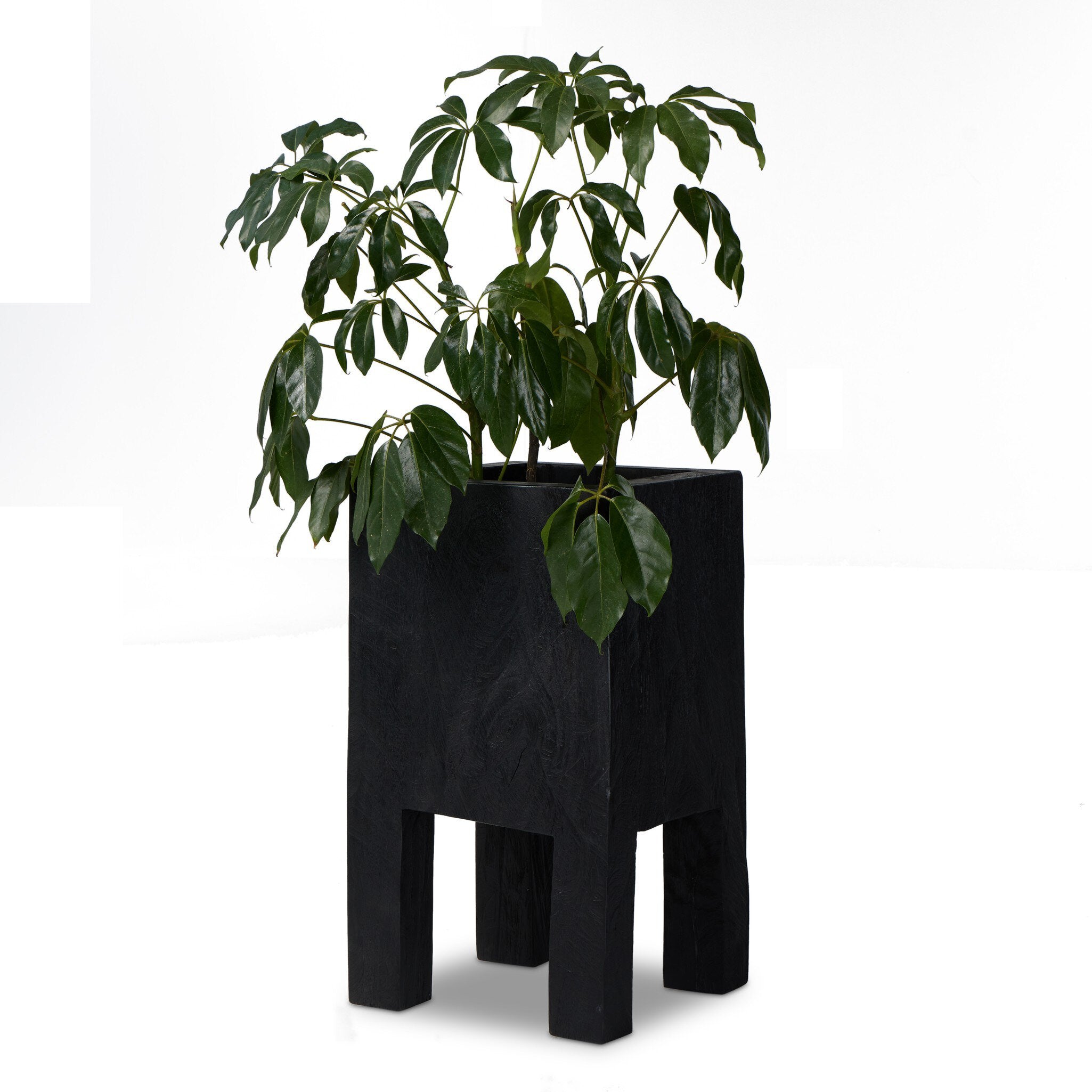 Tora Planter - Carbonized Black Planters Four Hands , Black Friday Sale Four Hands Furniture Sale, Old Bones Co, Mid Century Furniture Sale, Four Hands Furniture, Black Friday Sale Tora Planter - Carbonized Black,Gus Sale, Perigold Tora Planter - Carbonized Black Planters Black Friday Sale , Perigold Sale Tora Planter - Carbonized Black,Tora Planter - Carbonized Black Lulu and Georgia, Burke Decor Sale Tora Planter - Carbonized Black, www.oldbonesco.com