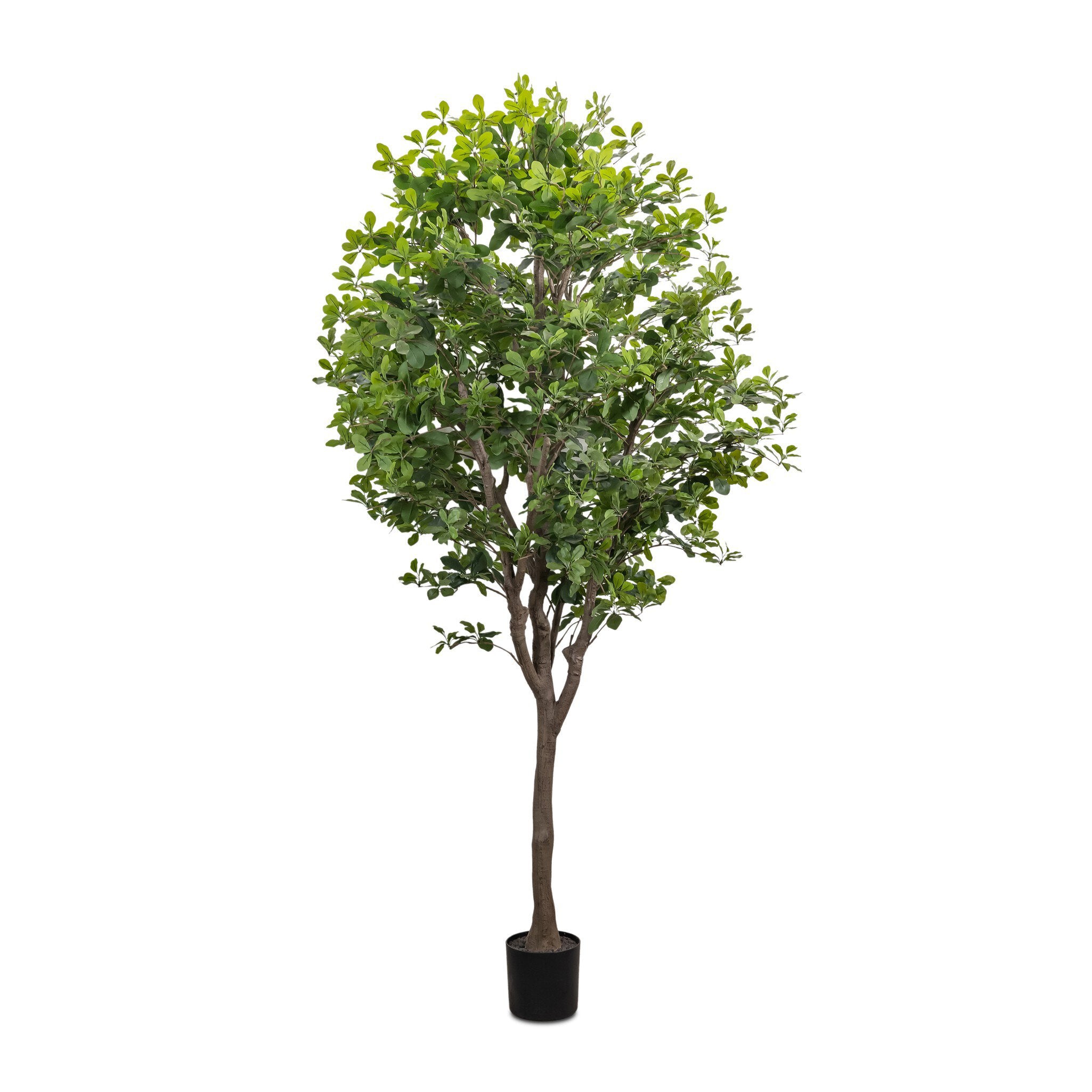 Faux Aralia Tree