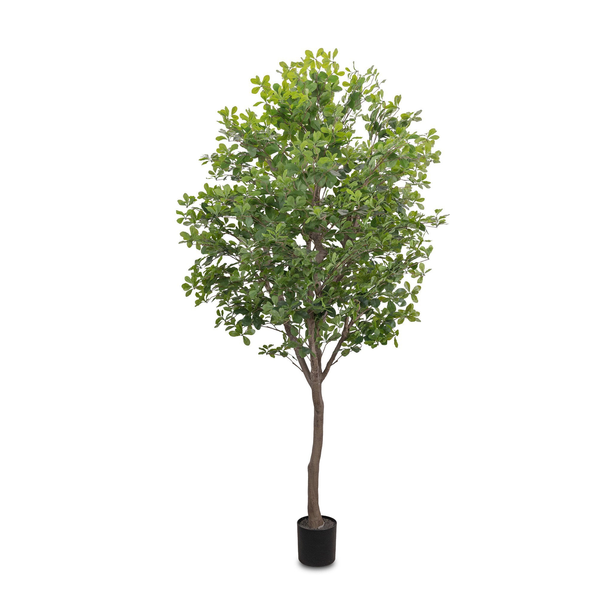 Faux Aralia Tree