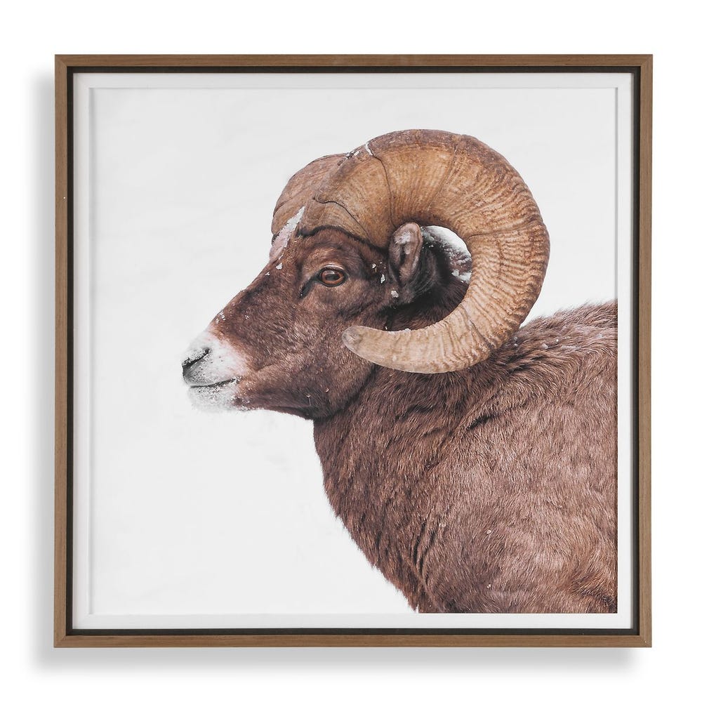 Uttermost Big Horn Sheep Framed Print