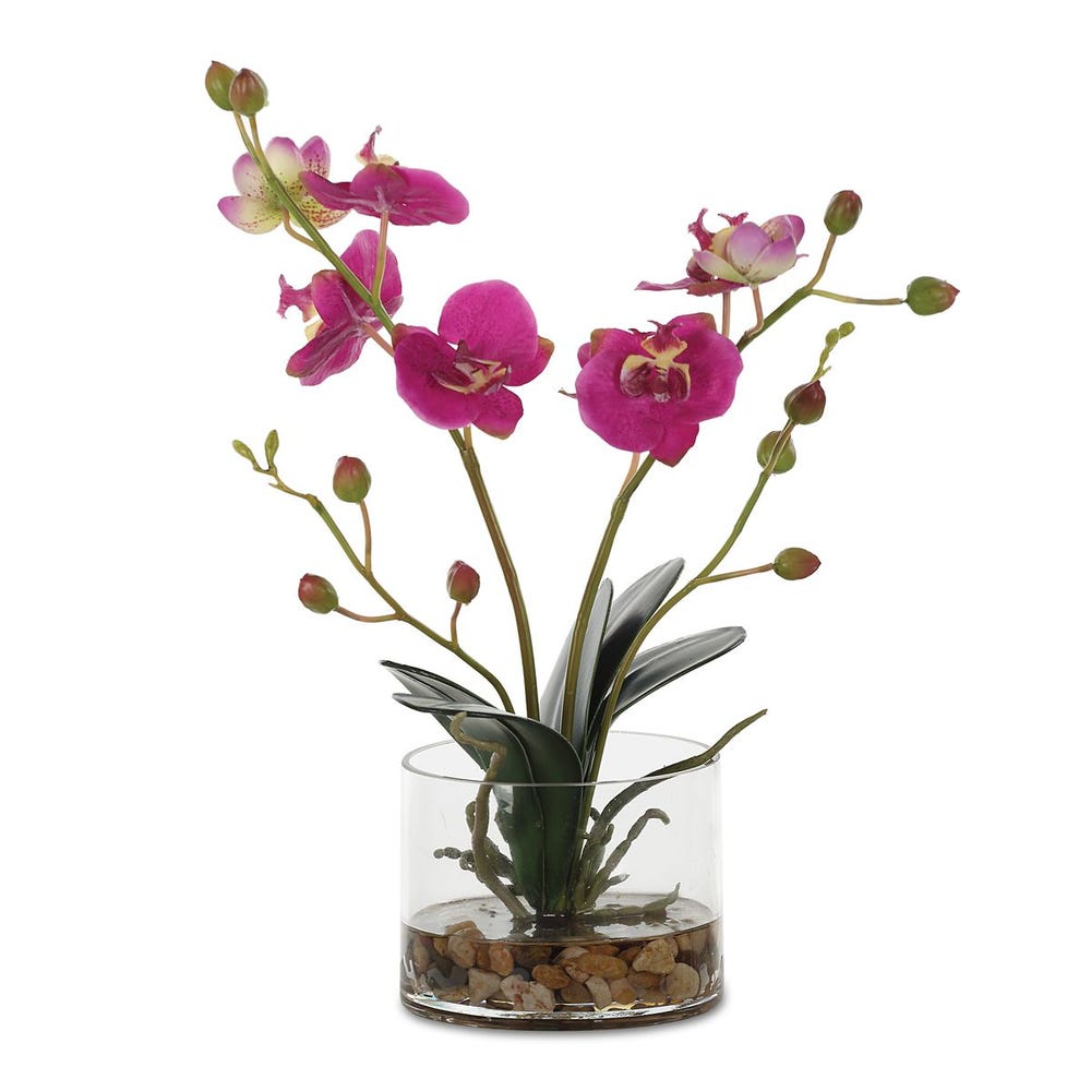 Uttermost Glory Orchid