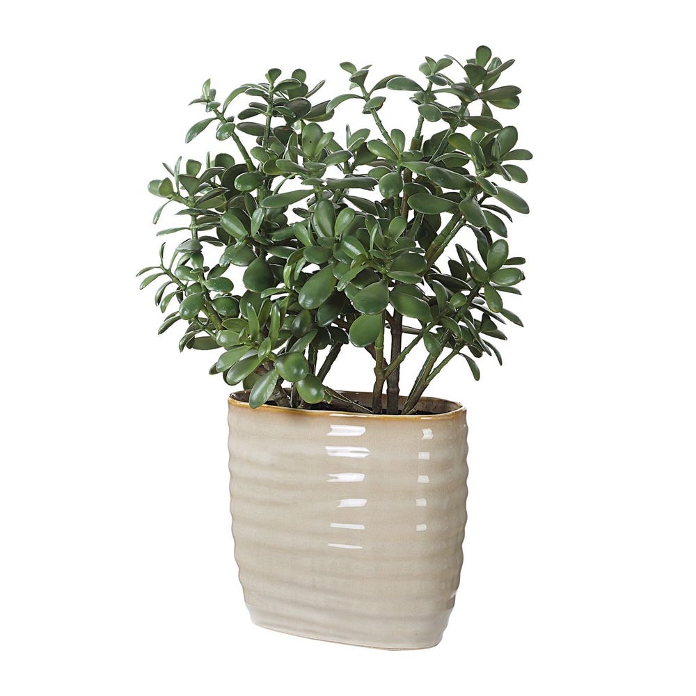 Crassula Jade Accent Plant by Uttermost