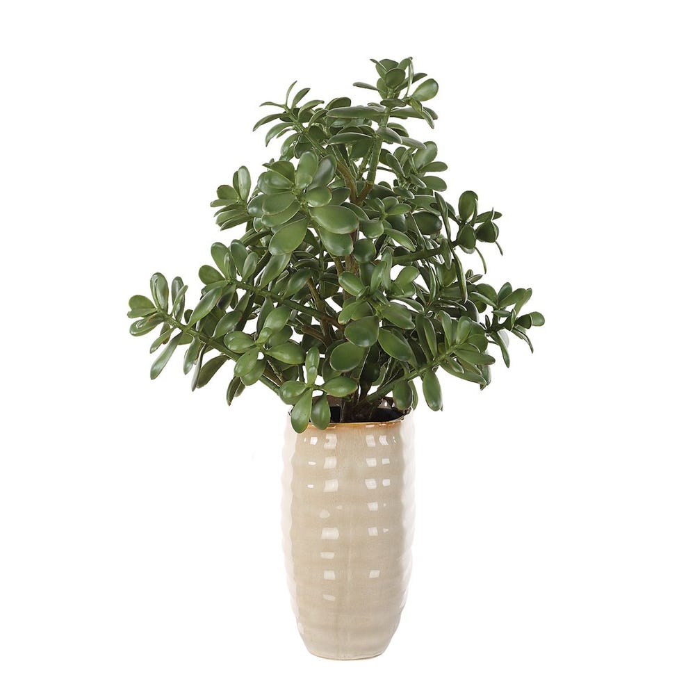 Crassula Jade Accent Plant by Uttermost
