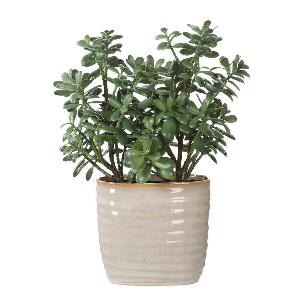 Crassula Jade Accent Plant by Uttermost