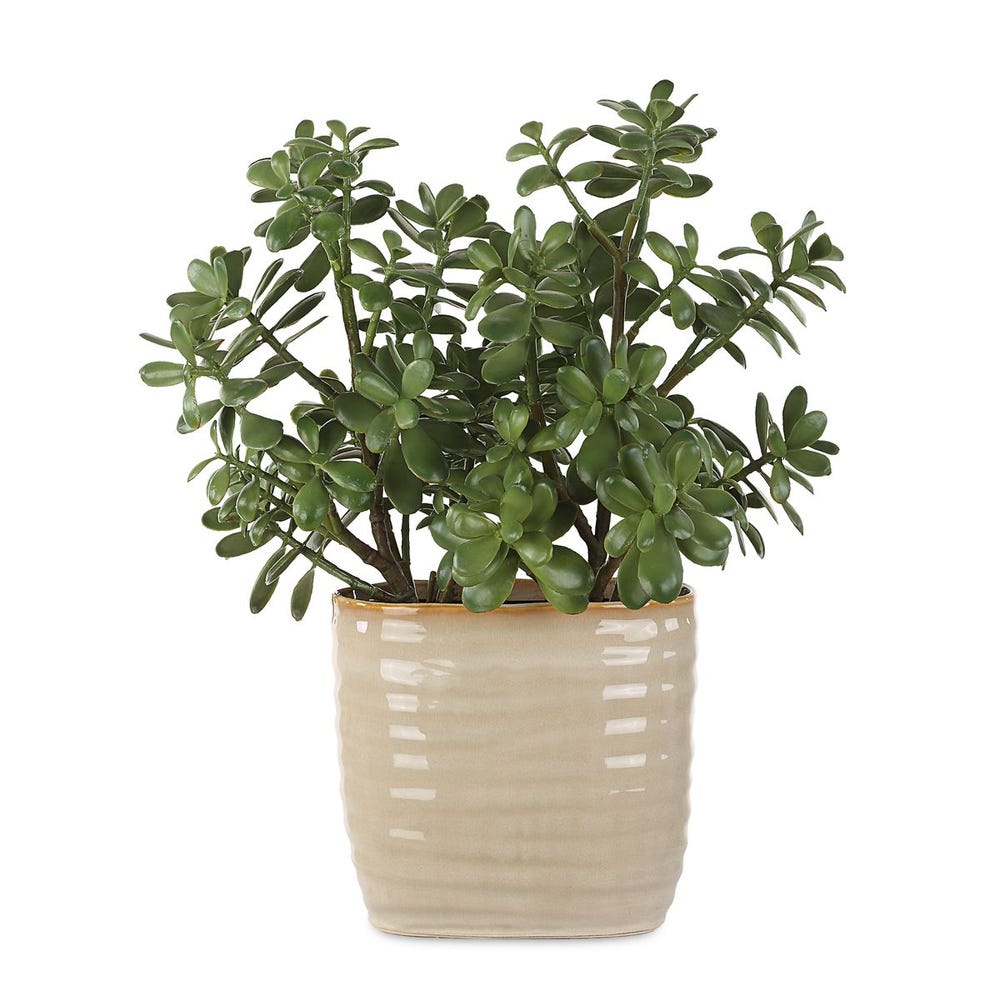 Crassula Jade Accent Plant by Uttermost
