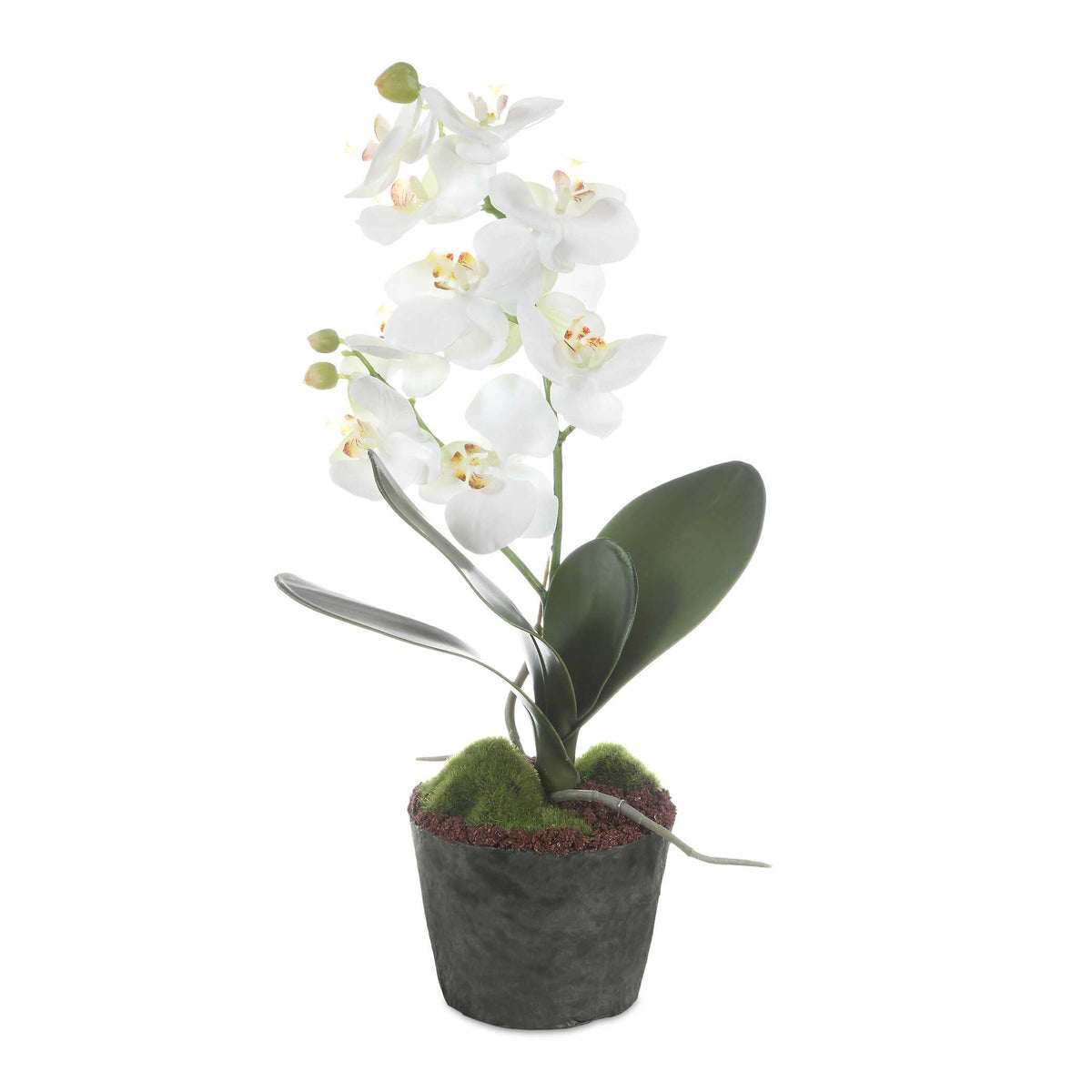 Uttermost Laris Orchid Drop-In by Uttermost