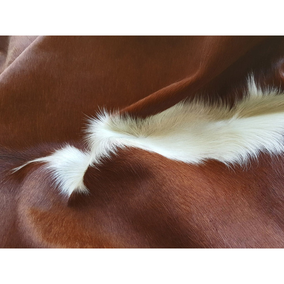 Brazil Hereford Cowhide Rug Rugs Sunshine Hides , Black Friday Sale Sunshine Hides Furniture Sale, Old Bones Co, Mid Century Furniture Sale, Four Hands Furniture, Black Friday Sale Brazil Hereford Cowhide Rug,Gus Sale, Perigold Brazil Hereford Cowhide Rug Rugs Black Friday Sale , Perigold Sale Brazil Hereford Cowhide Rug,Brazil Hereford Cowhide Rug Lulu and Georgia, Burke Decor Sale Brazil Hereford Cowhide Rug, www.oldbonesco.com