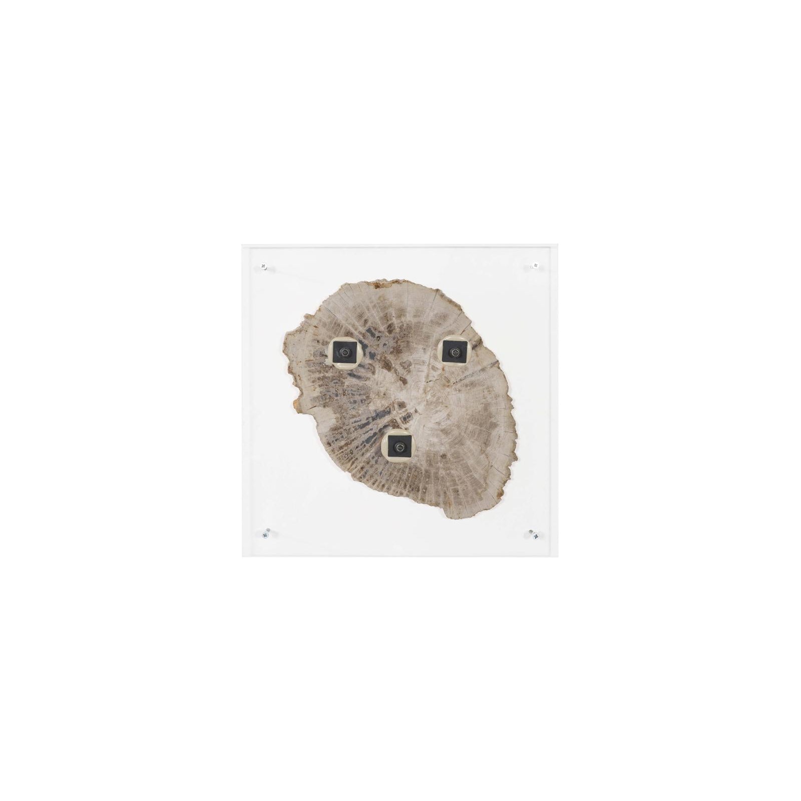 Floating Petrified Slice Wall Art