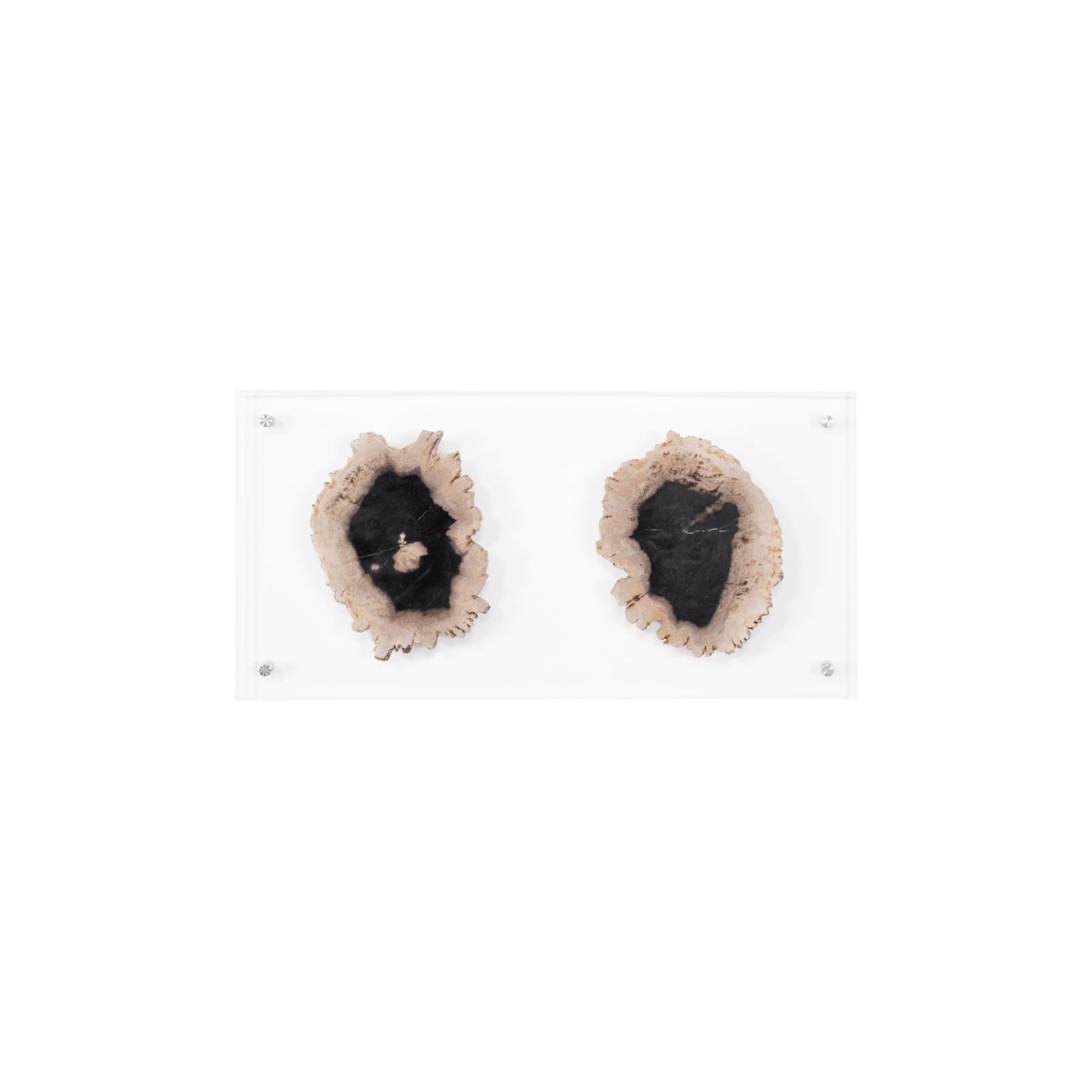 Floating Petrified Double Slice Wall Art