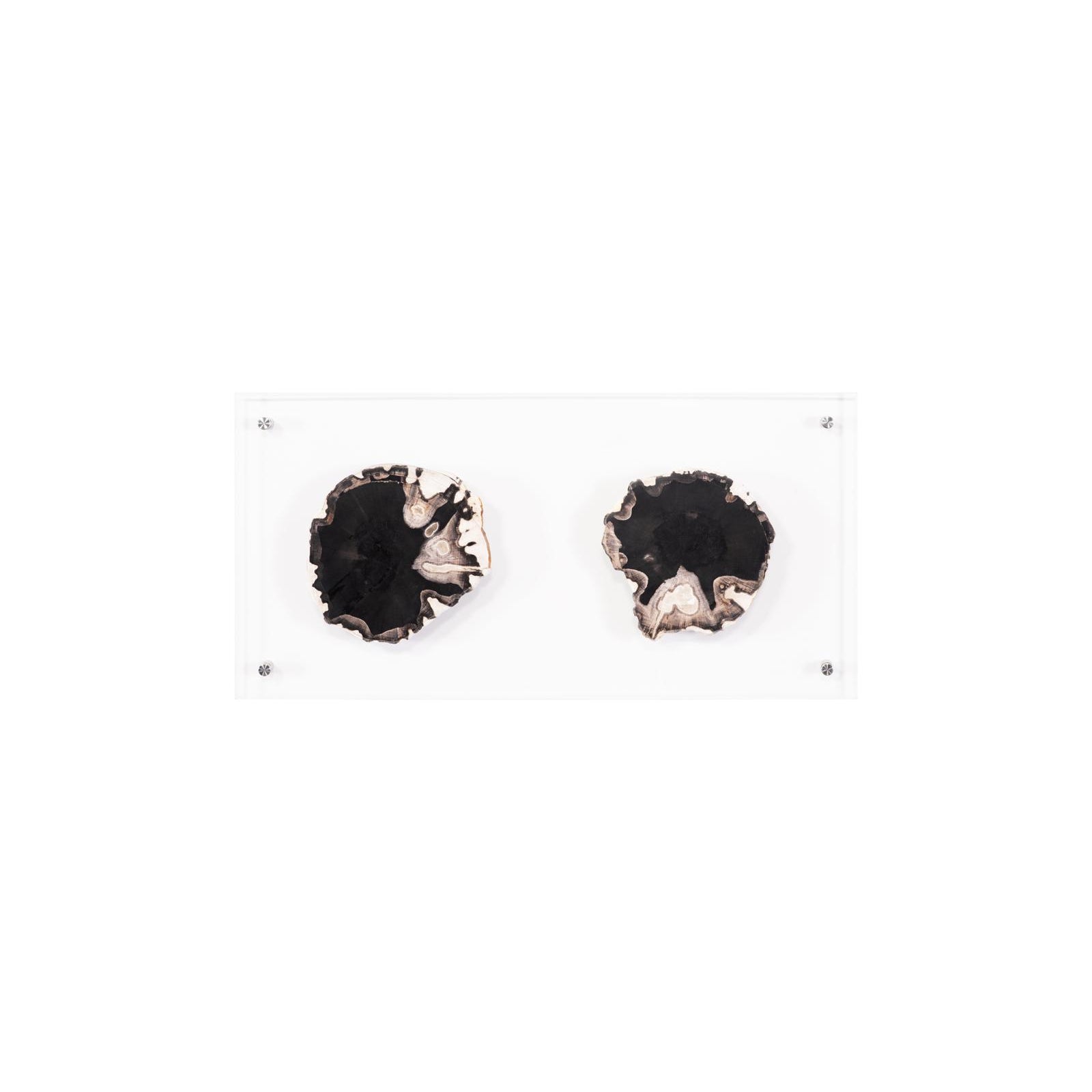 Floating Petrified Double Slice Wall Art