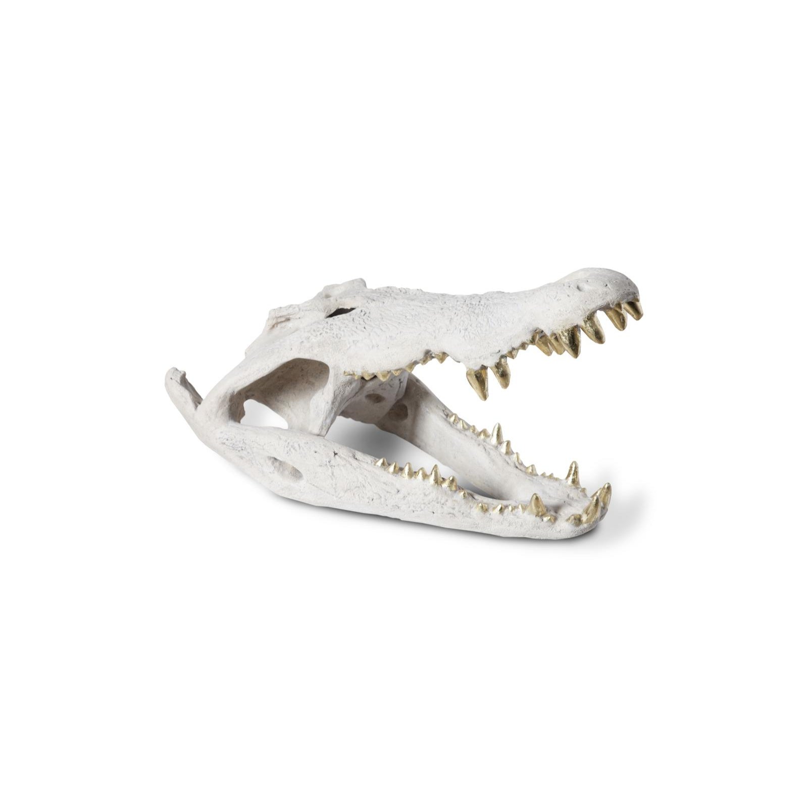 Crocodile Skull