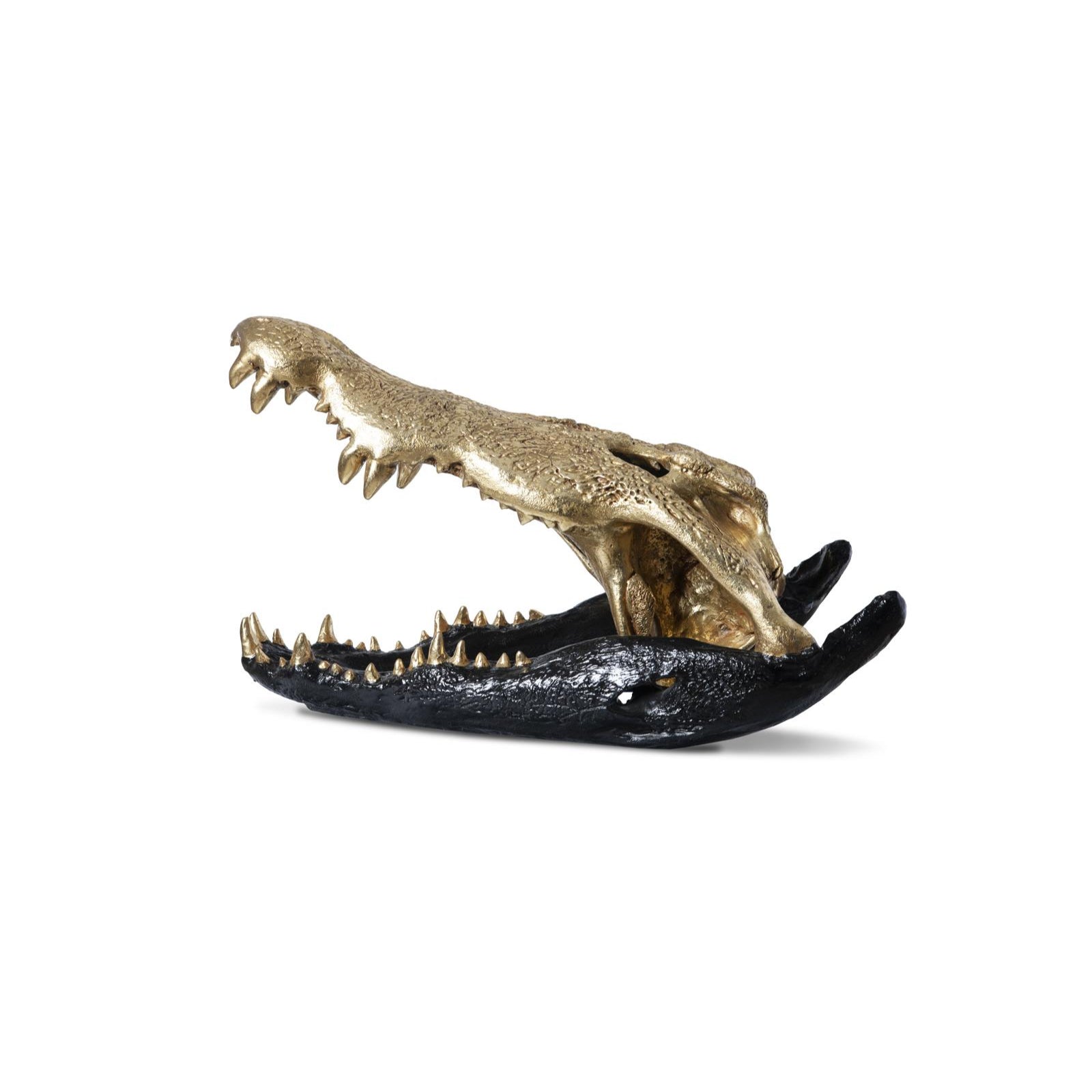 Crocodile Skull