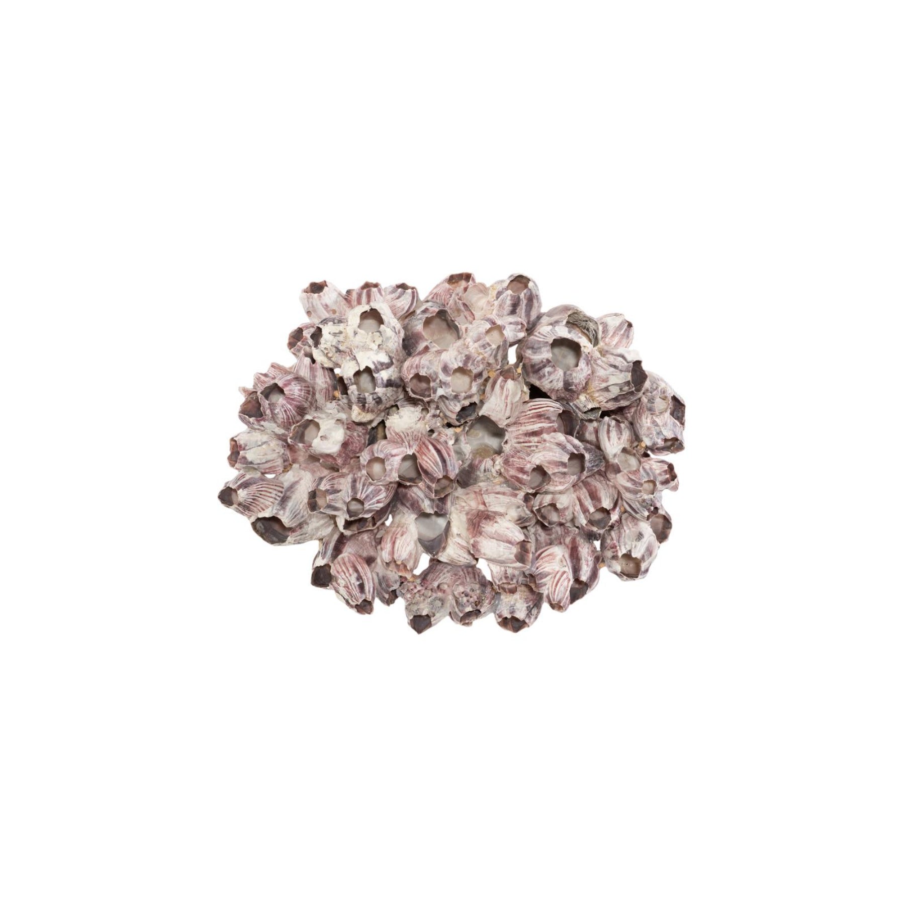 Barnacle Cluster Wall Art
