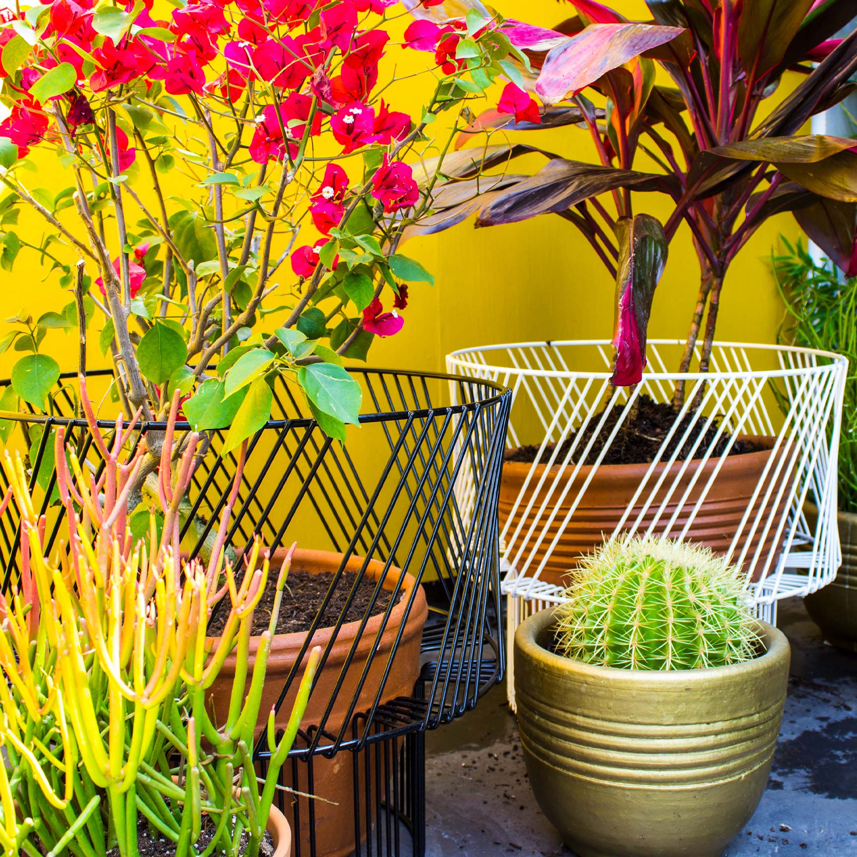 Plant Stand Planters Bend Goods , Black Friday Sale Bend Goods Furniture Sale, Old Bones Co, Mid Century Furniture Sale, Four Hands Furniture, Black Friday Sale Plant Stand,Gus Sale, Perigold Plant Stand Planters Black Friday Sale , Perigold Sale Plant Stand,Plant Stand Lulu and Georgia, Burke Decor Sale Plant Stand, www.oldbonesco.com