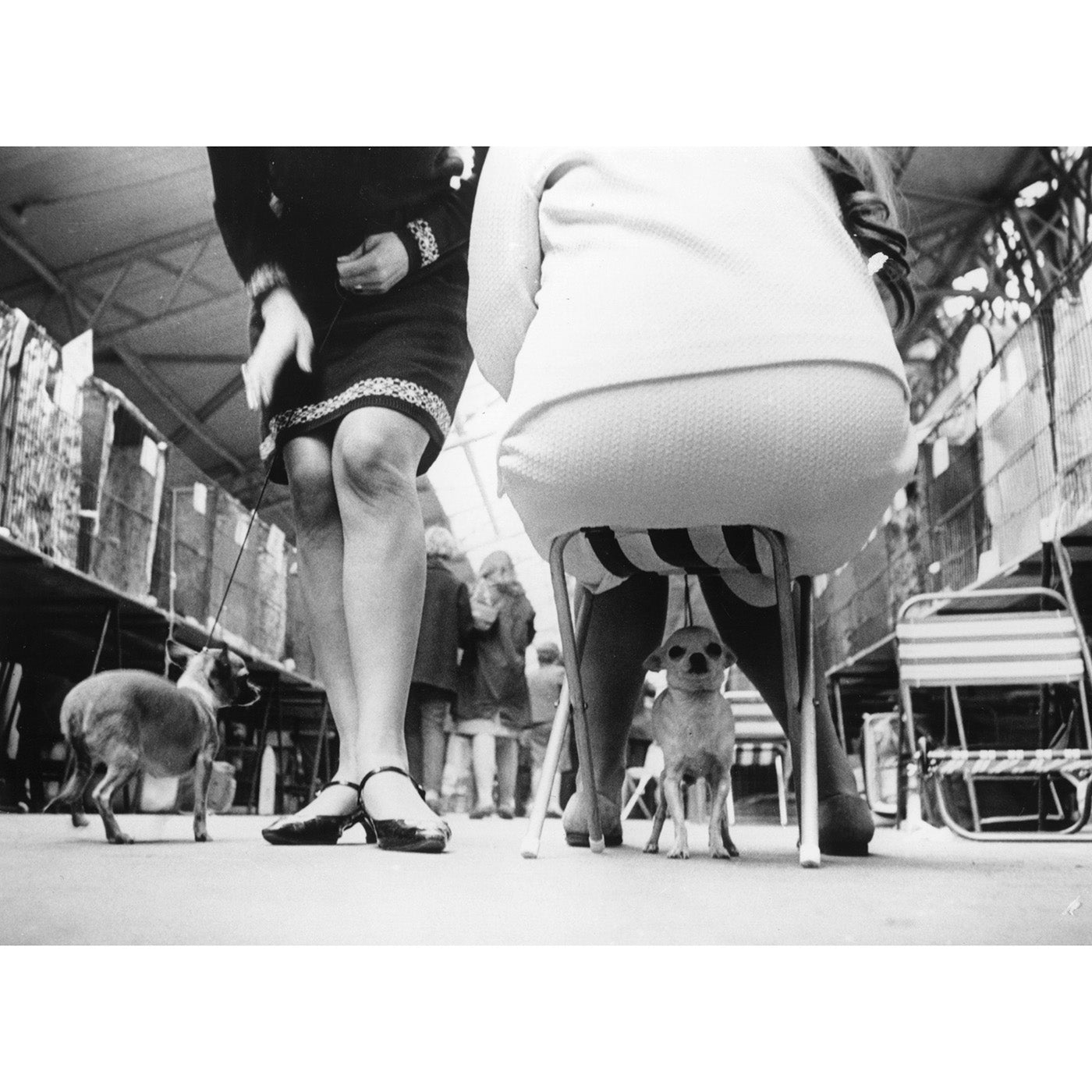 "Chihuahuas" from Getty Images Art Studio Jonathan Adler , Black Friday Sale Jonathan Adler Furniture Sale, Old Bones Co, Mid Century Furniture Sale, Four Hands Furniture, Black Friday Sale "Chihuahuas" from Getty Images,Gus Sale, Perigold "Chihuahuas" from Getty Images Art Studio Black Friday Sale , Perigold Sale "Chihuahuas" from Getty Images,"Chihuahuas" from Getty Images Lulu and Georgia, Burke Decor Sale "Chihuahuas" from Getty Images, www.oldbonesco.com