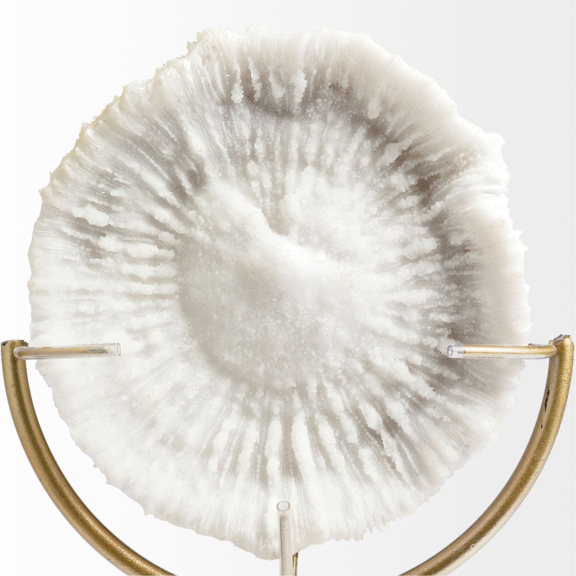 Sandy White Coastal Sand Dollar Object Decorative Objects Mercana , Black Friday Sale Mercana Furniture Sale, Old Bones Co, Mid Century Furniture Sale, Four Hands Furniture, Black Friday Sale Sandy White Coastal Sand Dollar Object,Gus Sale, Perigold Sandy White Coastal Sand Dollar Object Decorative Objects Black Friday Sale , Perigold Sale Sandy White Coastal Sand Dollar Object,Sandy White Coastal Sand Dollar Object Lulu and Georgia, Burke Decor Sale Sandy White Coastal Sand Dollar Object, www.oldbonesco.co