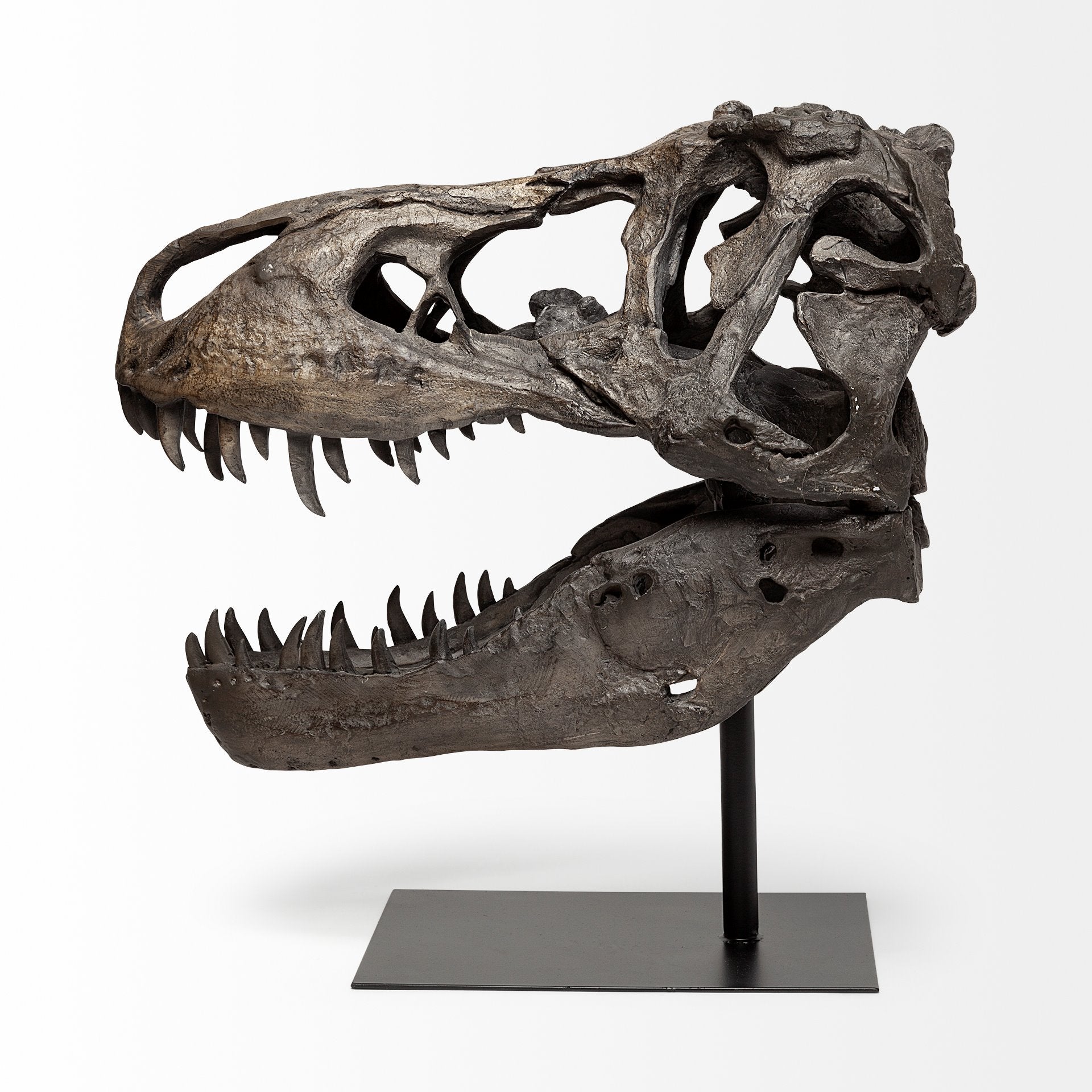 Lagrane Brown Resin Tyrannosaurus T Rex Dinosaur Skull Replica Object Decorative Objects Mercana , Black Friday Sale Mercana Furniture Sale, Old Bones Co, Mid Century Furniture Sale, Four Hands Furniture, Black Friday Sale Lagrane Brown Resin Tyrannosaurus T Rex Dinosaur Skull Replica Object,Gus Sale, Perigold Lagrane Brown Resin Tyrannosaurus T Rex Dinosaur Skull Replica Object Decorative Objects Black Friday Sale , Perigold Sale Lagrane Brown Resin Tyrannosaurus T Rex Dinosaur Skull Replica Object,Lagrane