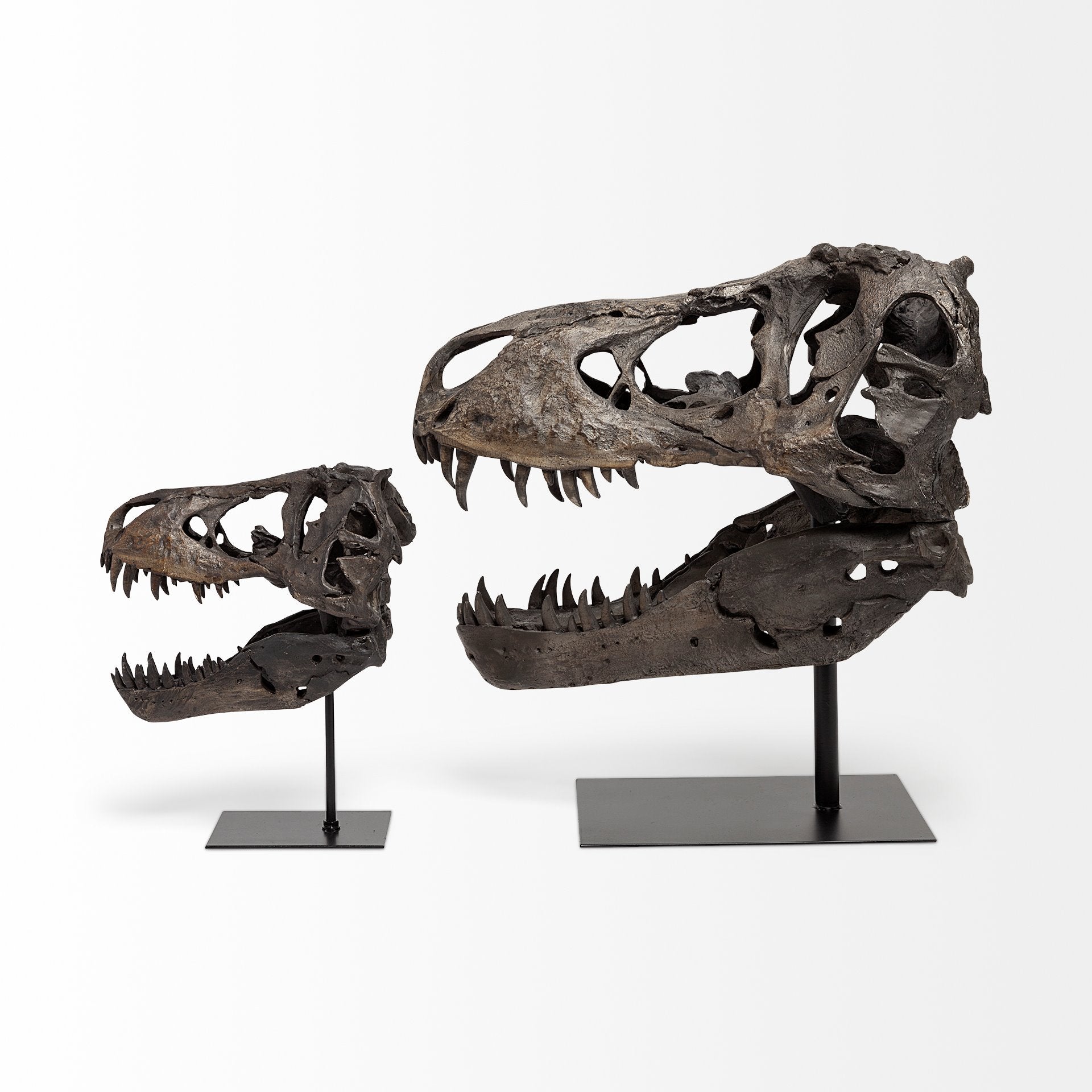 Lagrane Brown Resin Tyrannosaurus T Rex Dinosaur Skull Replica Object Decorative Objects Mercana , Black Friday Sale Mercana Furniture Sale, Old Bones Co, Mid Century Furniture Sale, Four Hands Furniture, Black Friday Sale Lagrane Brown Resin Tyrannosaurus T Rex Dinosaur Skull Replica Object,Gus Sale, Perigold Lagrane Brown Resin Tyrannosaurus T Rex Dinosaur Skull Replica Object Decorative Objects Black Friday Sale , Perigold Sale Lagrane Brown Resin Tyrannosaurus T Rex Dinosaur Skull Replica Object,Lagrane