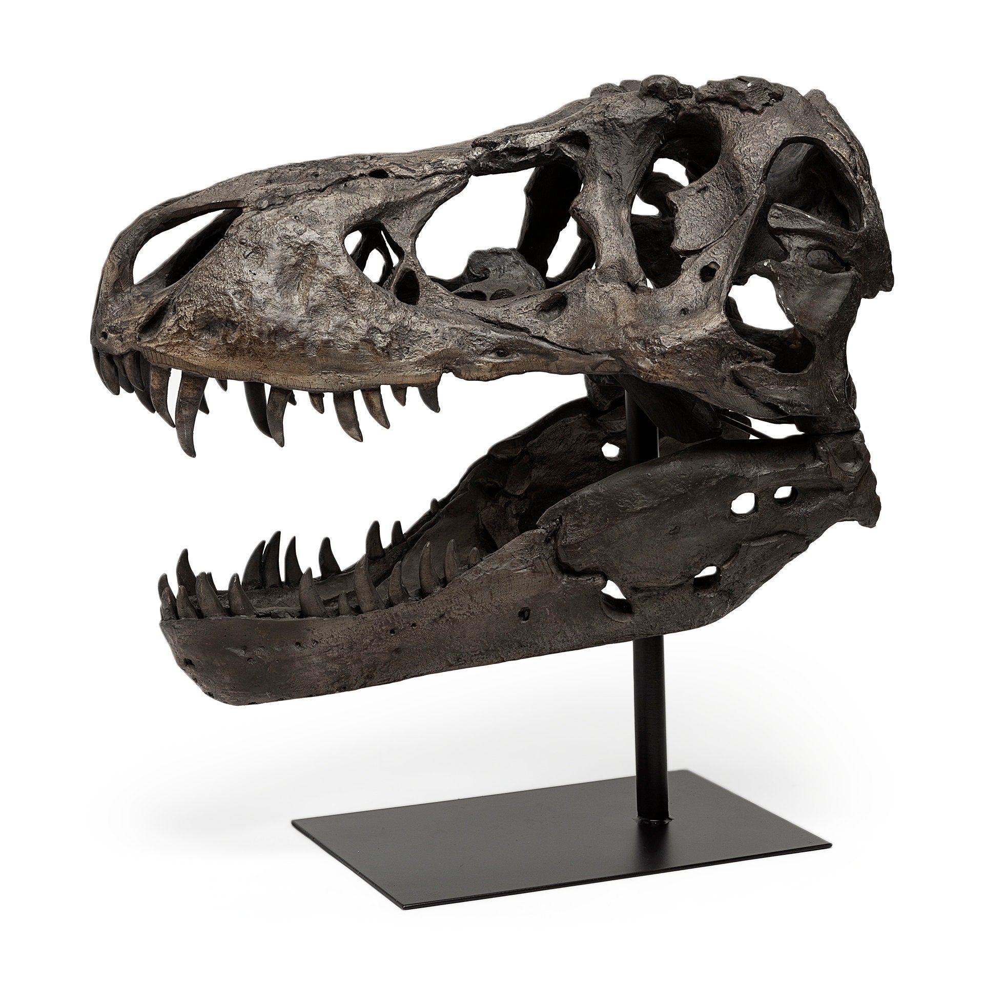 Lagrane Brown Resin Tyrannosaurus T Rex Dinosaur Skull Replica Object Decorative Objects Mercana , Black Friday Sale Mercana Furniture Sale, Old Bones Co, Mid Century Furniture Sale, Four Hands Furniture, Black Friday Sale Lagrane Brown Resin Tyrannosaurus T Rex Dinosaur Skull Replica Object,Gus Sale, Perigold Lagrane Brown Resin Tyrannosaurus T Rex Dinosaur Skull Replica Object Decorative Objects Black Friday Sale , Perigold Sale Lagrane Brown Resin Tyrannosaurus T Rex Dinosaur Skull Replica Object,Lagrane