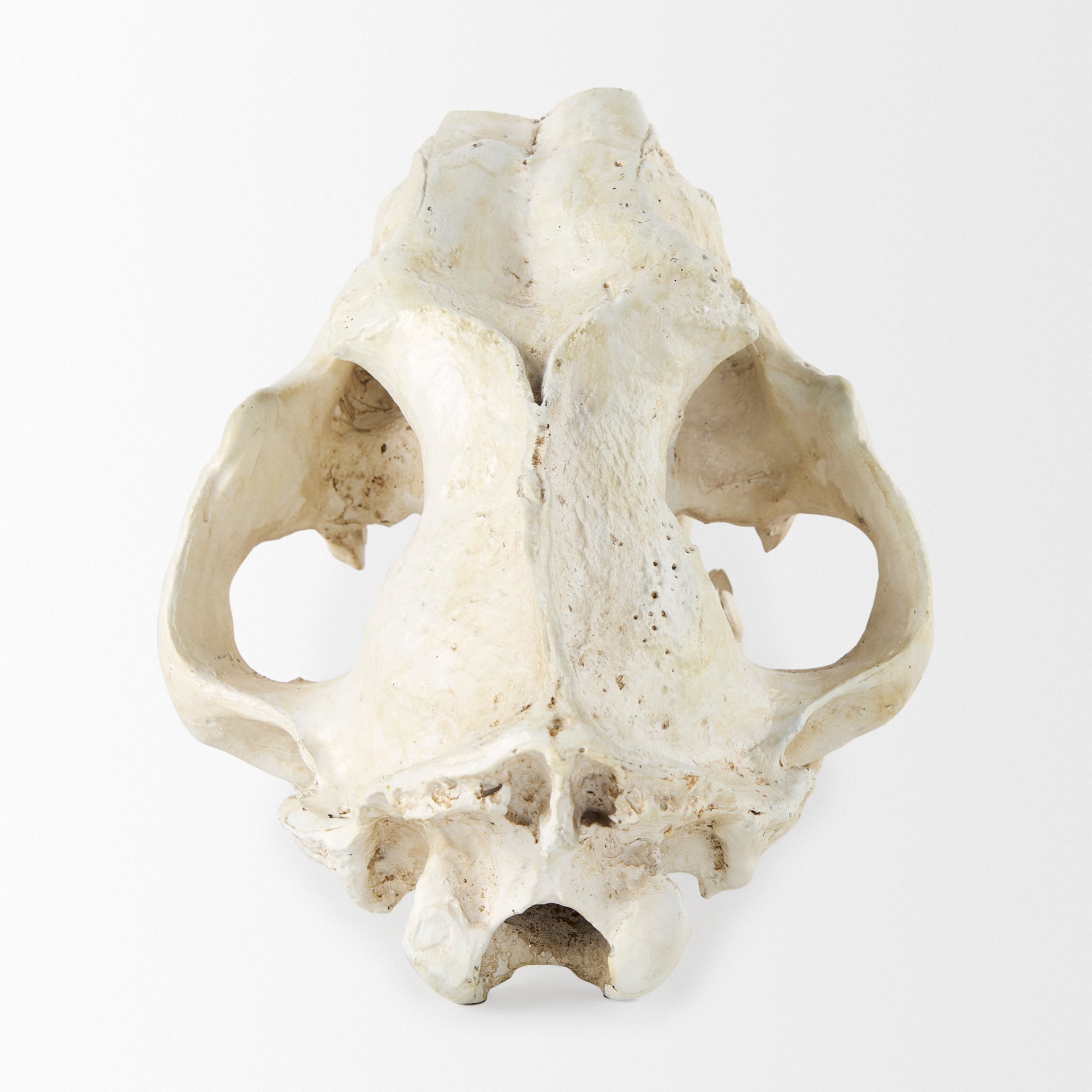 Fozzil Resin Sabretooth Skull Replica Object Decorative Objects Mercana , Black Friday Sale Mercana Furniture Sale, Old Bones Co, Mid Century Furniture Sale, Four Hands Furniture, Black Friday Sale Fozzil Resin Sabretooth Skull Replica Object,Gus Sale, Perigold Fozzil Resin Sabretooth Skull Replica Object Decorative Objects Black Friday Sale , Perigold Sale Fozzil Resin Sabretooth Skull Replica Object,Fozzil Resin Sabretooth Skull Replica Object Lulu and Georgia, Burke Decor Sale Fozzil Resin Sabretooth Sku