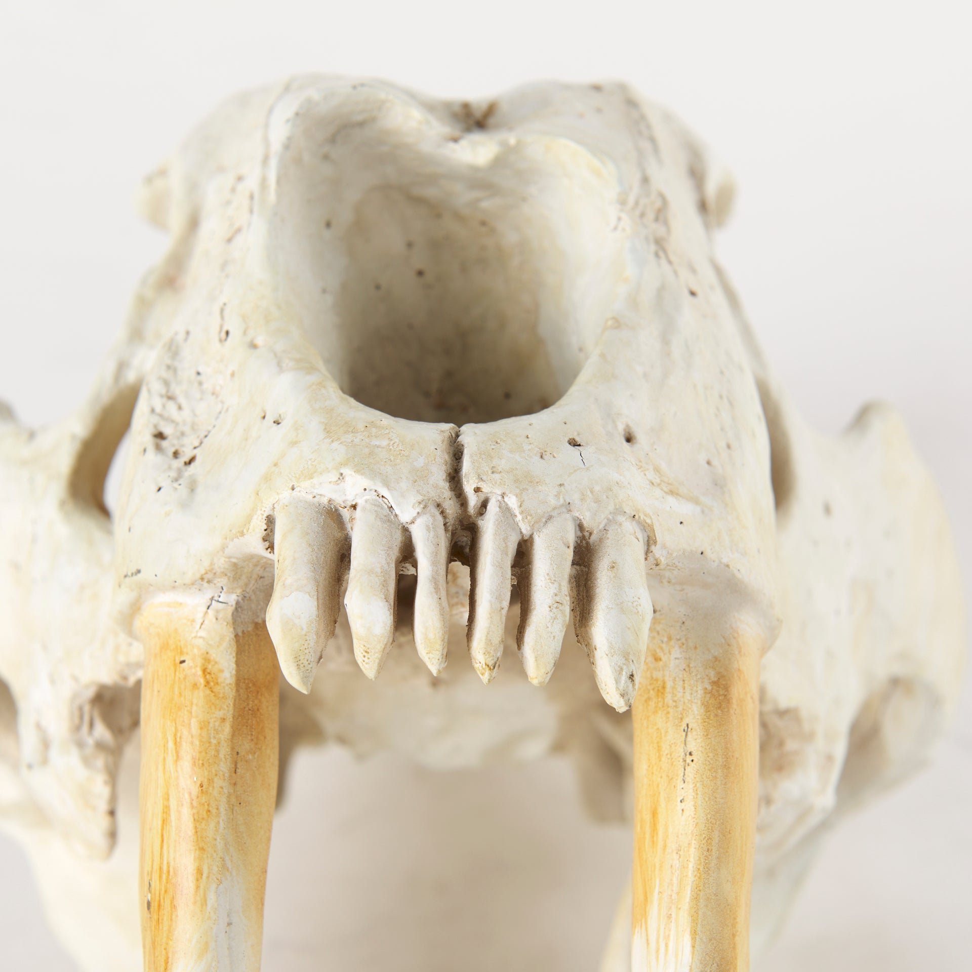Fozzil Resin Sabretooth Skull Replica Object Decorative Objects Mercana , Black Friday Sale Mercana Furniture Sale, Old Bones Co, Mid Century Furniture Sale, Four Hands Furniture, Black Friday Sale Fozzil Resin Sabretooth Skull Replica Object,Gus Sale, Perigold Fozzil Resin Sabretooth Skull Replica Object Decorative Objects Black Friday Sale , Perigold Sale Fozzil Resin Sabretooth Skull Replica Object,Fozzil Resin Sabretooth Skull Replica Object Lulu and Georgia, Burke Decor Sale Fozzil Resin Sabretooth Sku