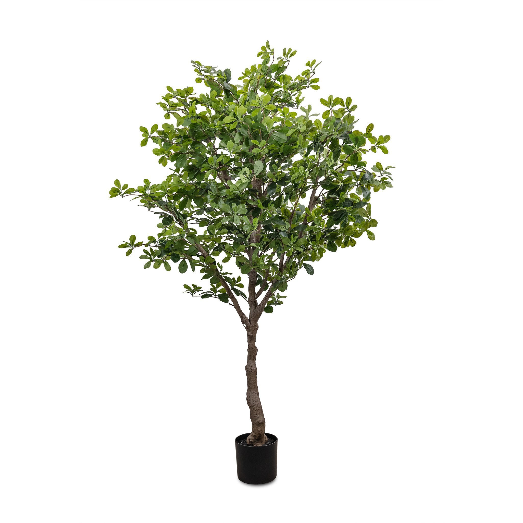 Faux Aralia Tree