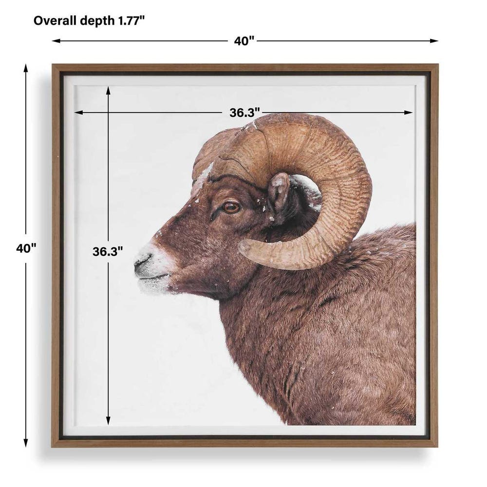 Uttermost Big Horn Sheep Framed Print