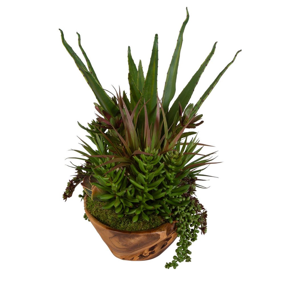 Uttermost Salar Succulents in Teak Bowl