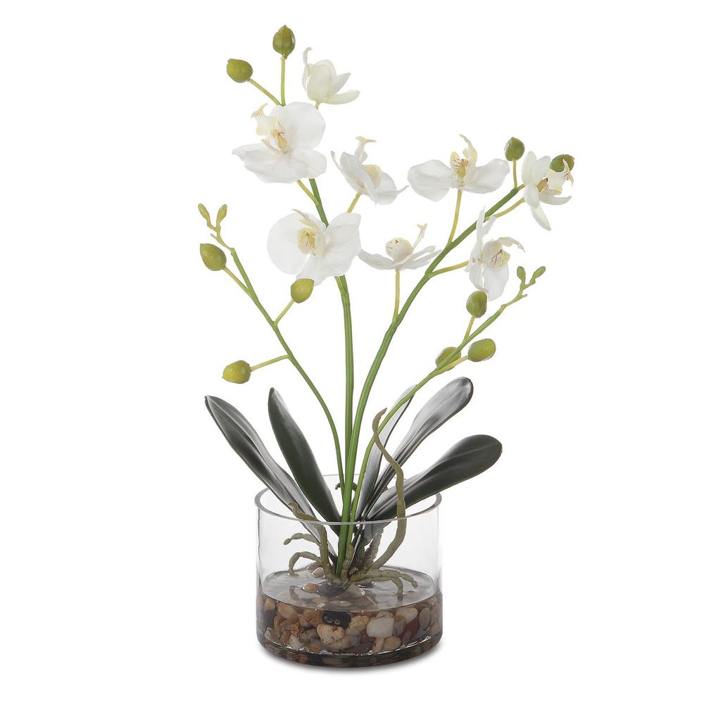 Uttermost Glory Orchid