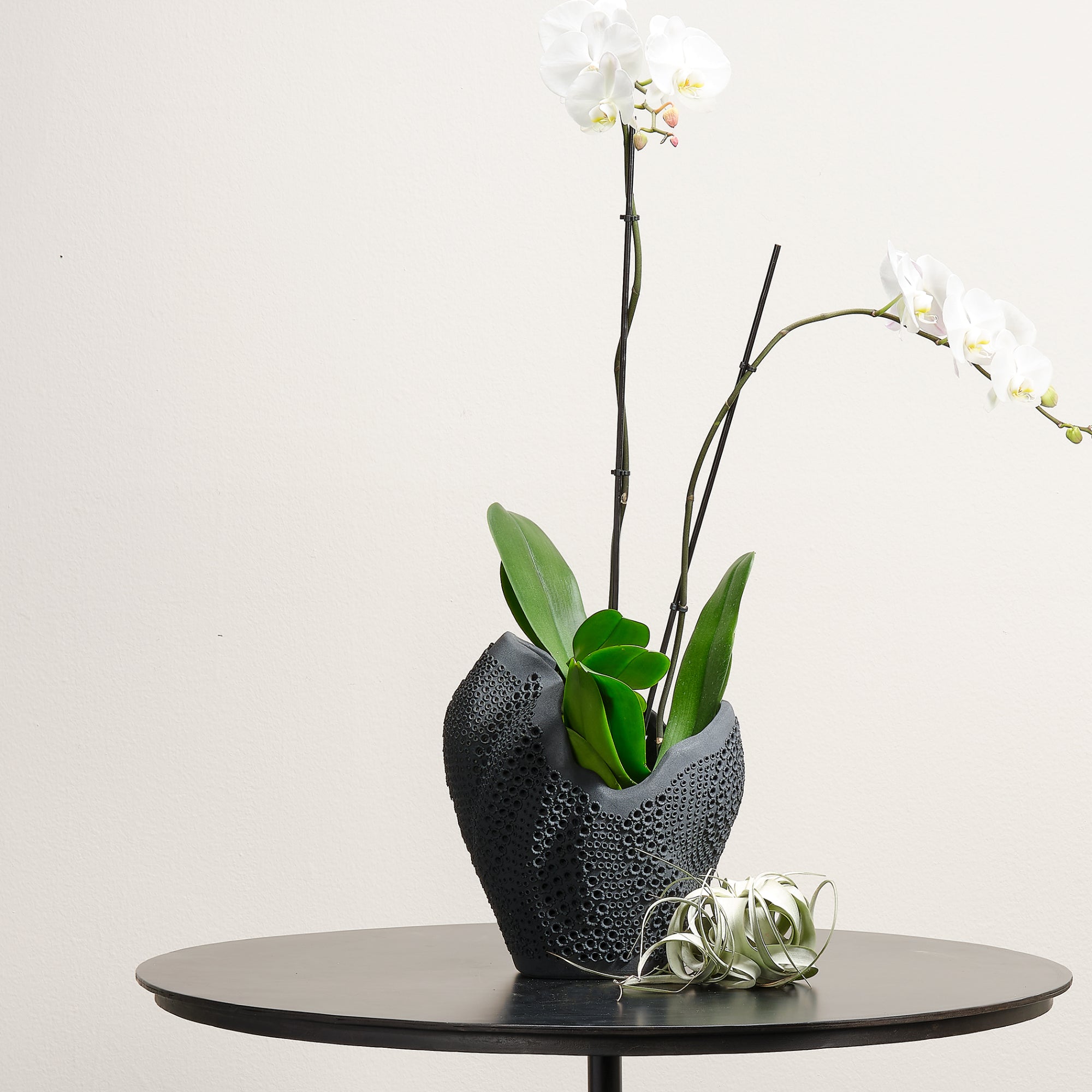 Eclipse Vase Vases Jamie Young , Black Friday Sale Jamie Young Furniture Sale, Old Bones Co, Mid Century Furniture Sale, Four Hands Furniture, Black Friday Sale Eclipse Vase,Gus Sale, Perigold Eclipse Vase Vases Black Friday Sale , Perigold Sale Eclipse Vase,Eclipse Vase Lulu and Georgia, Burke Decor Sale Eclipse Vase, www.oldbonesco.com