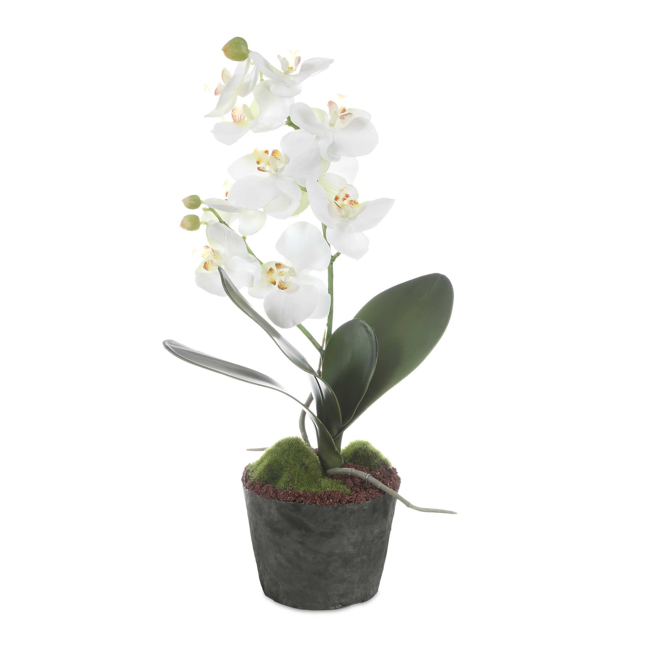 Uttermost Laris Orchid Drop-In