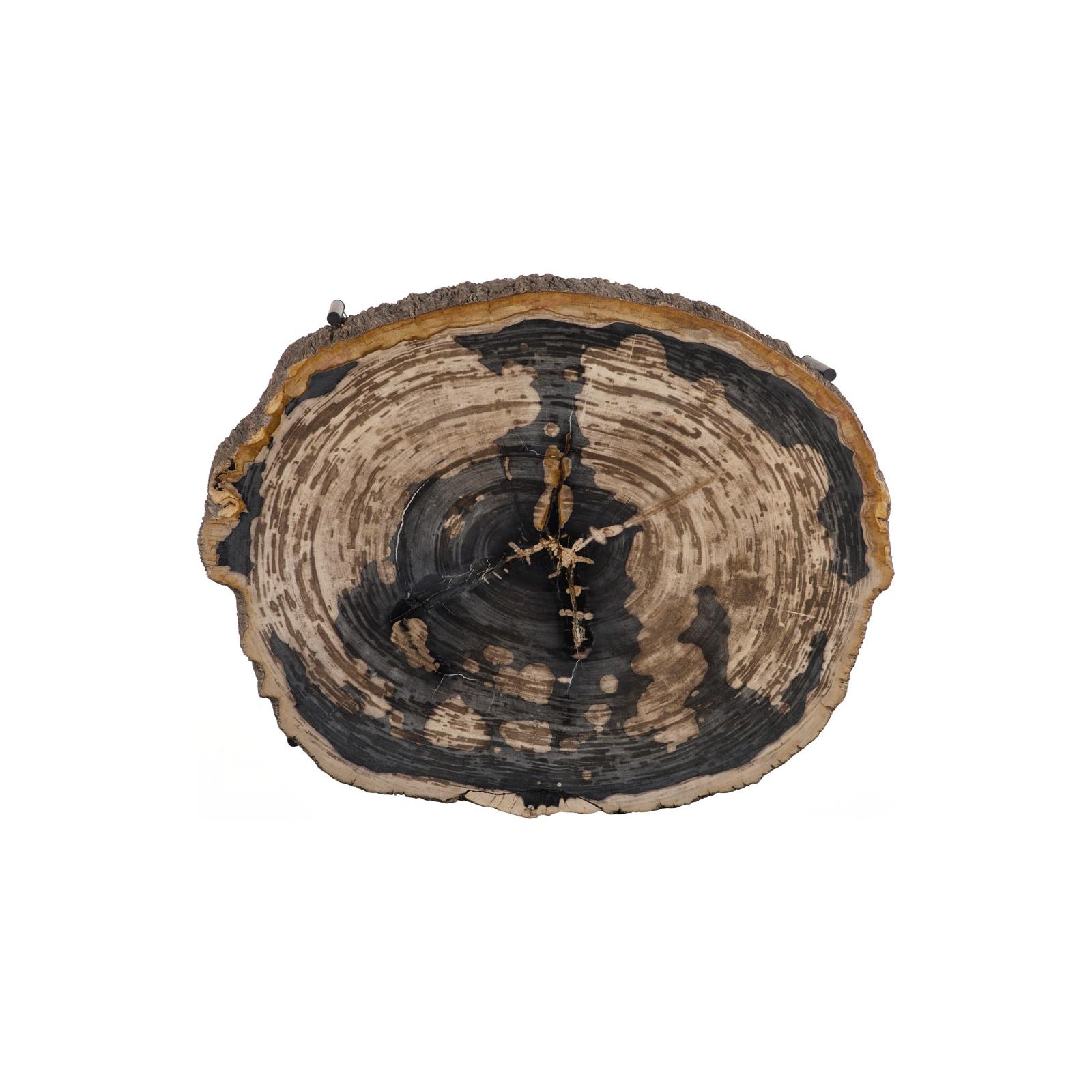 Chaka Petrified Coffee Table with Black Legs