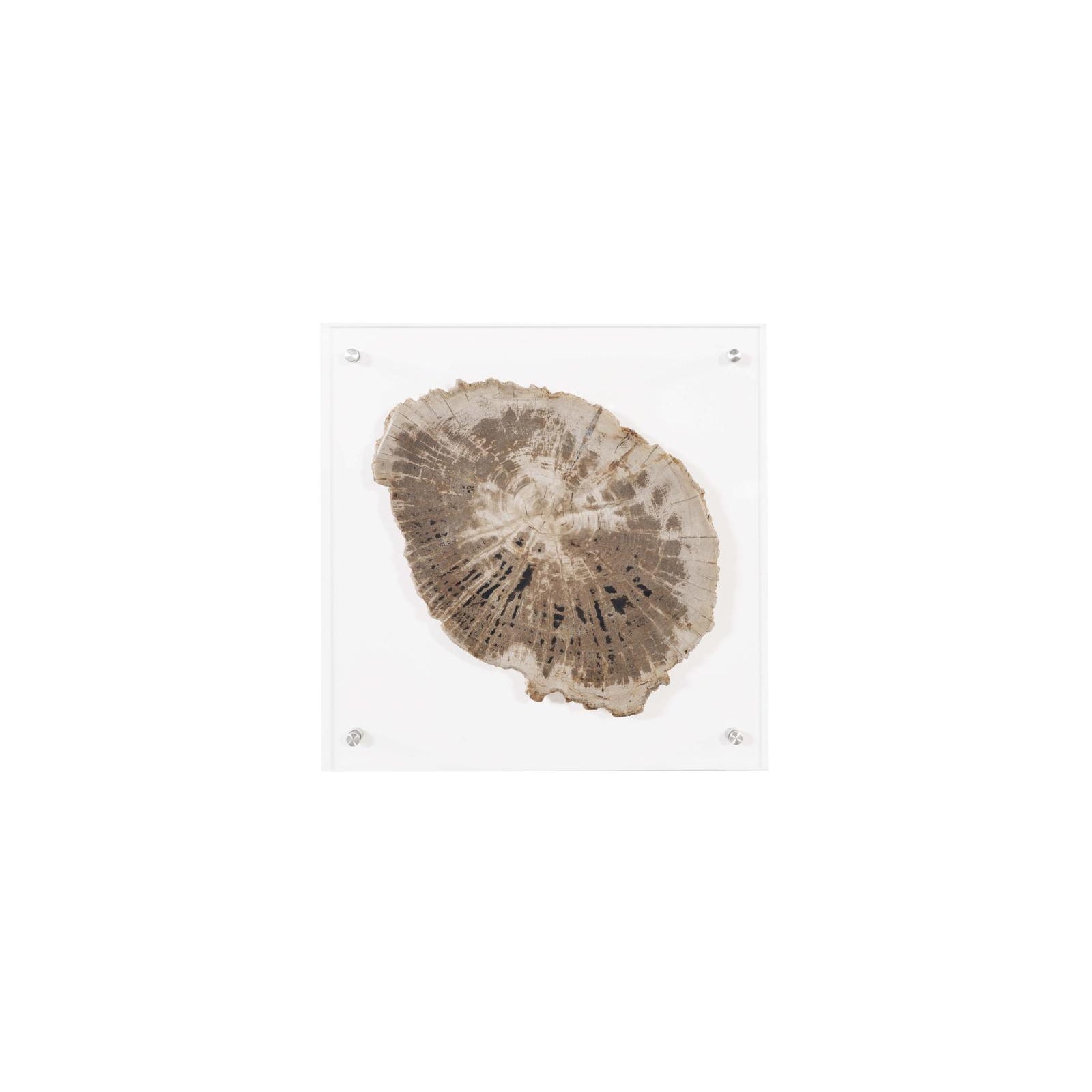 Floating Petrified Slice Wall Art