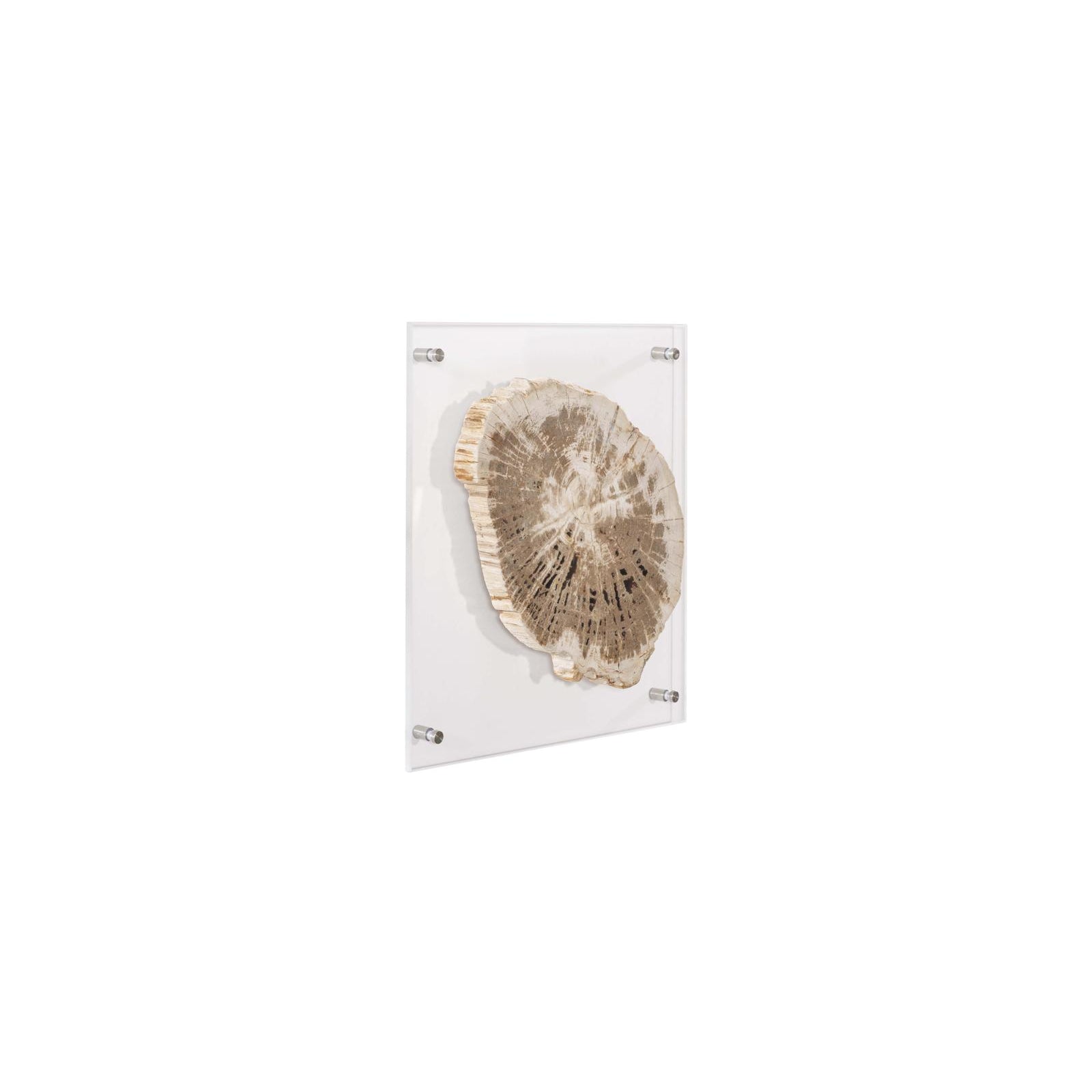 Floating Petrified Slice Wall Art