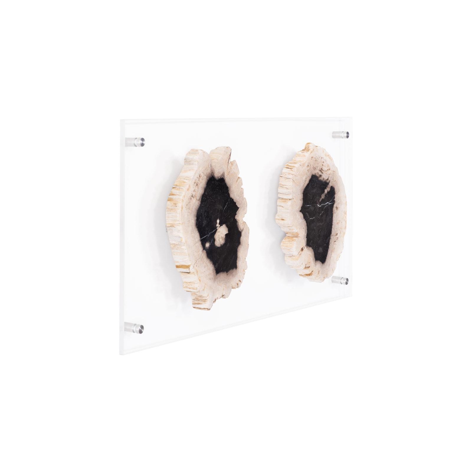 Floating Petrified Double Slice Wall Art