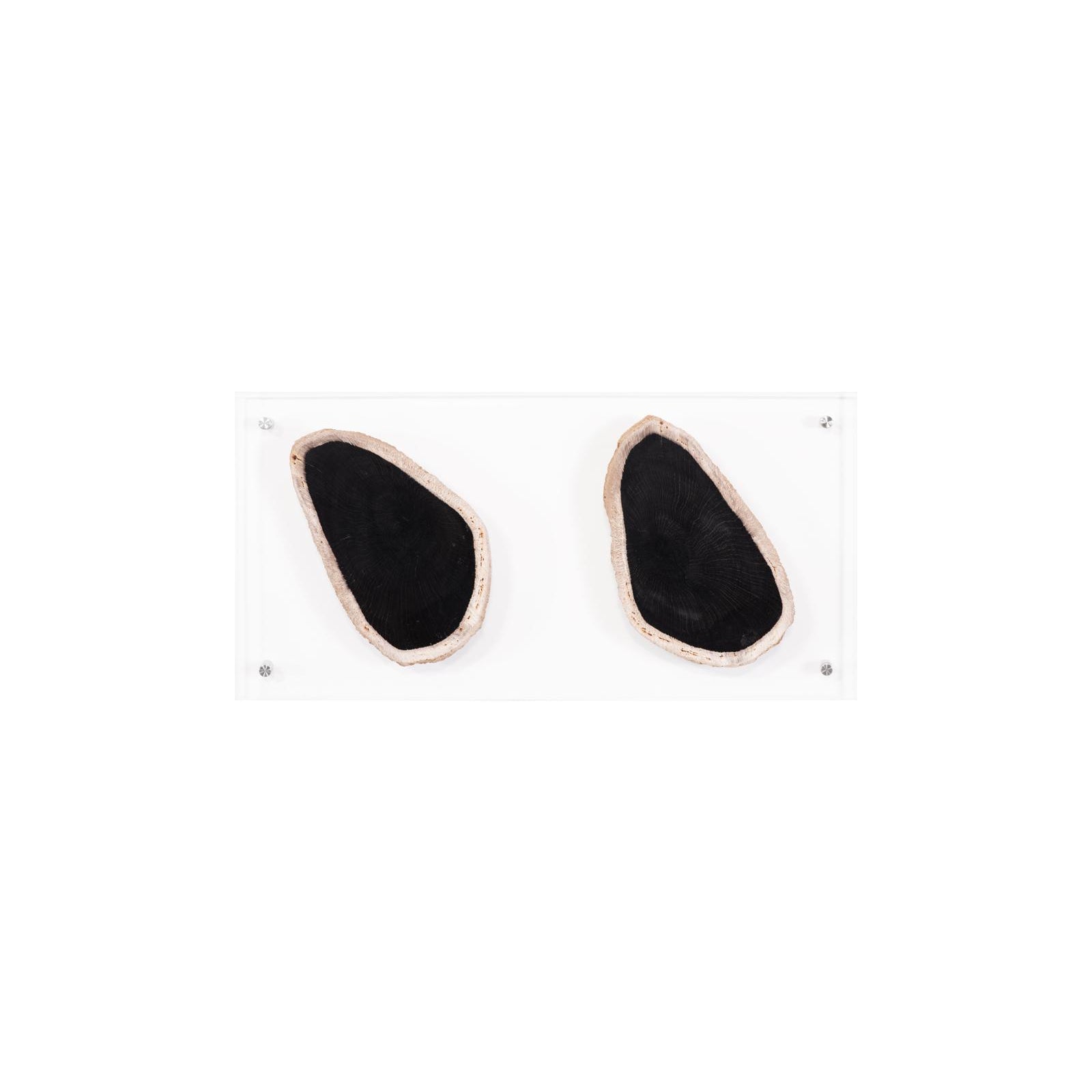 Floating Petrified Double Slice Wall Art