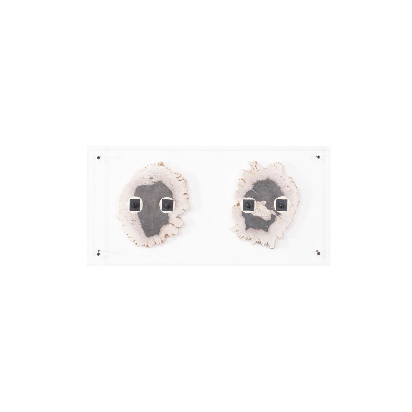 Floating Petrified Double Slice Wall Art