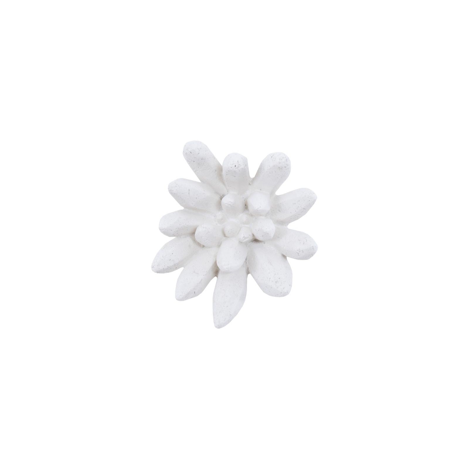 Compactum Succulent Wall Art