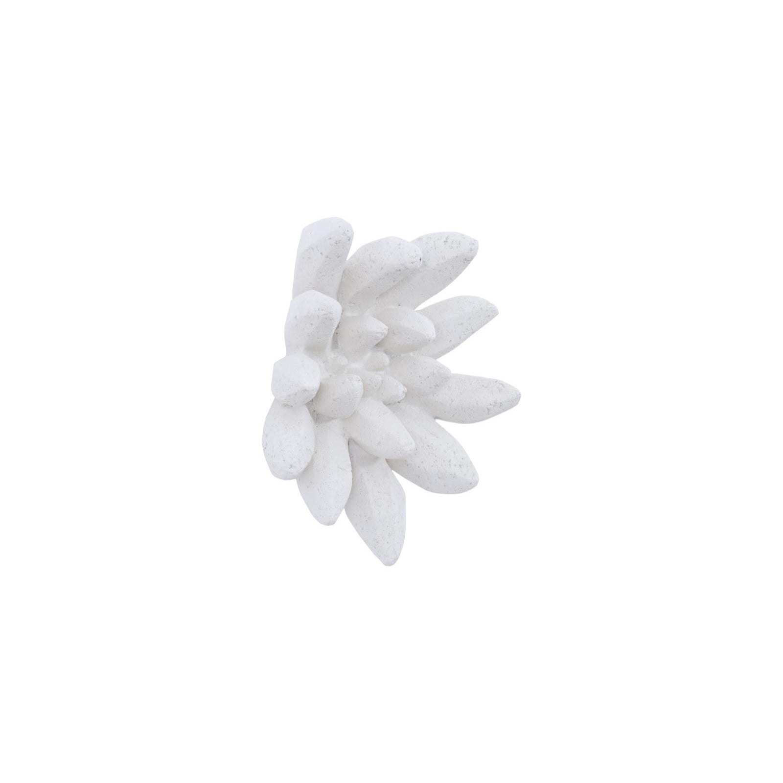 Compactum Succulent Wall Art