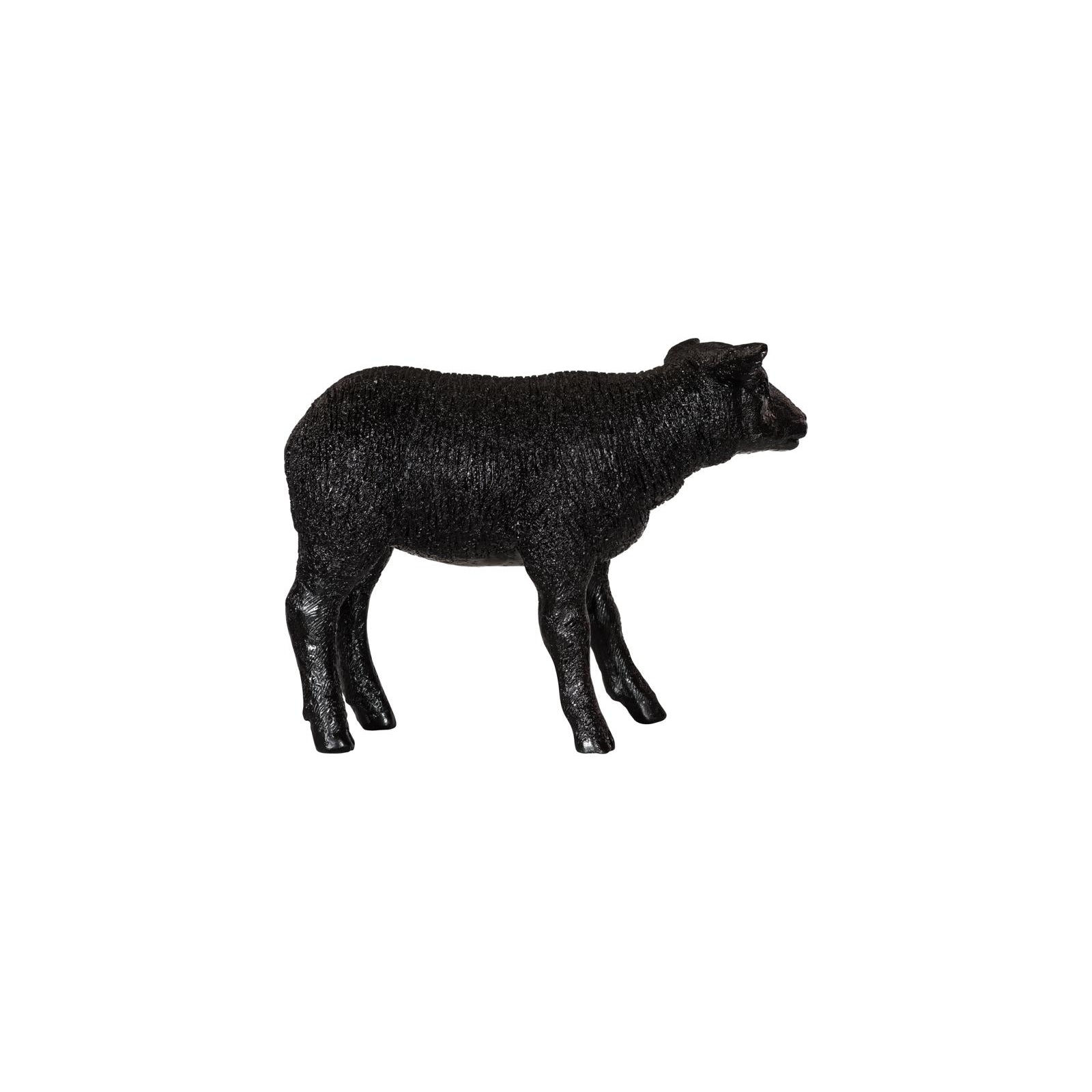 Texelaar Sheep