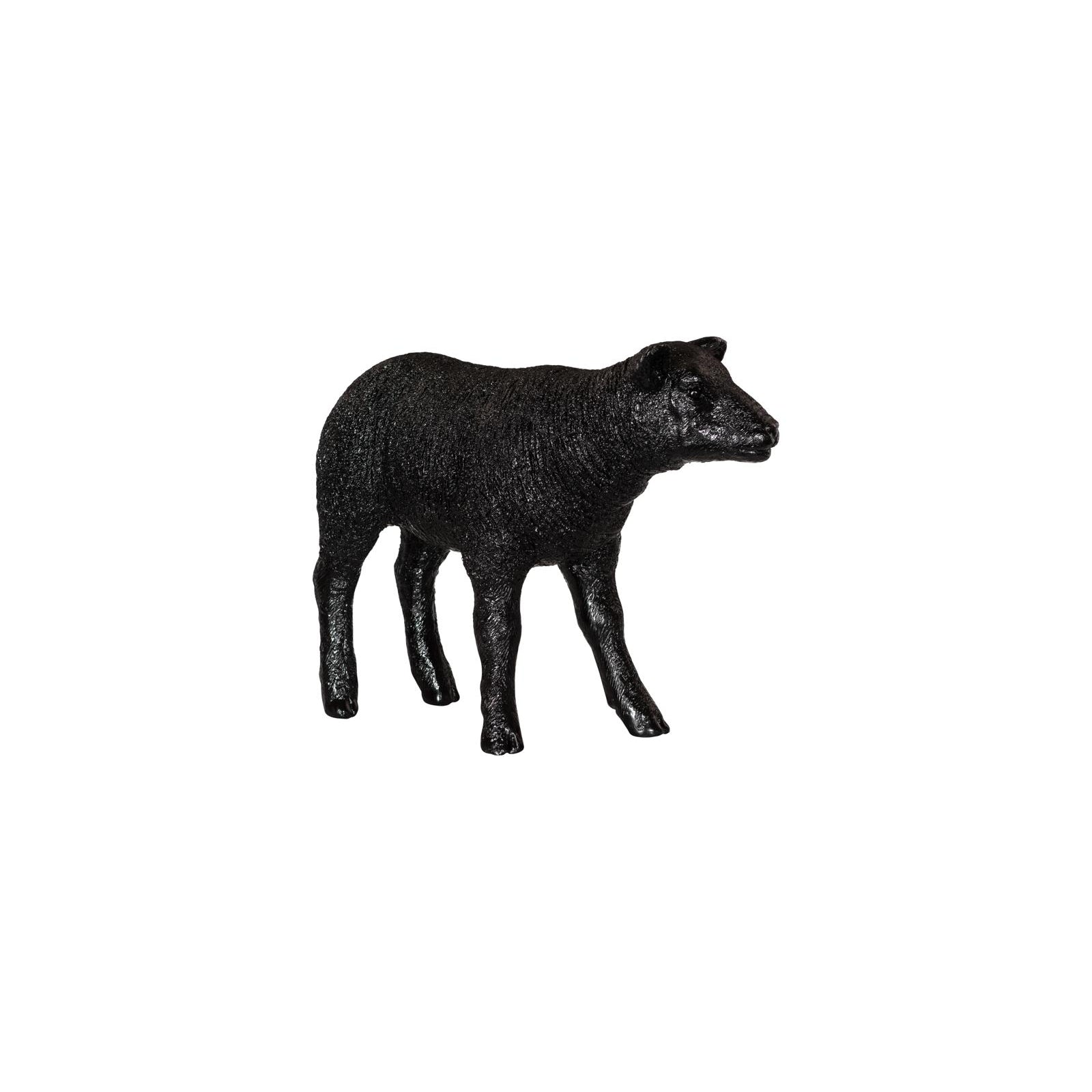 Texelaar Sheep