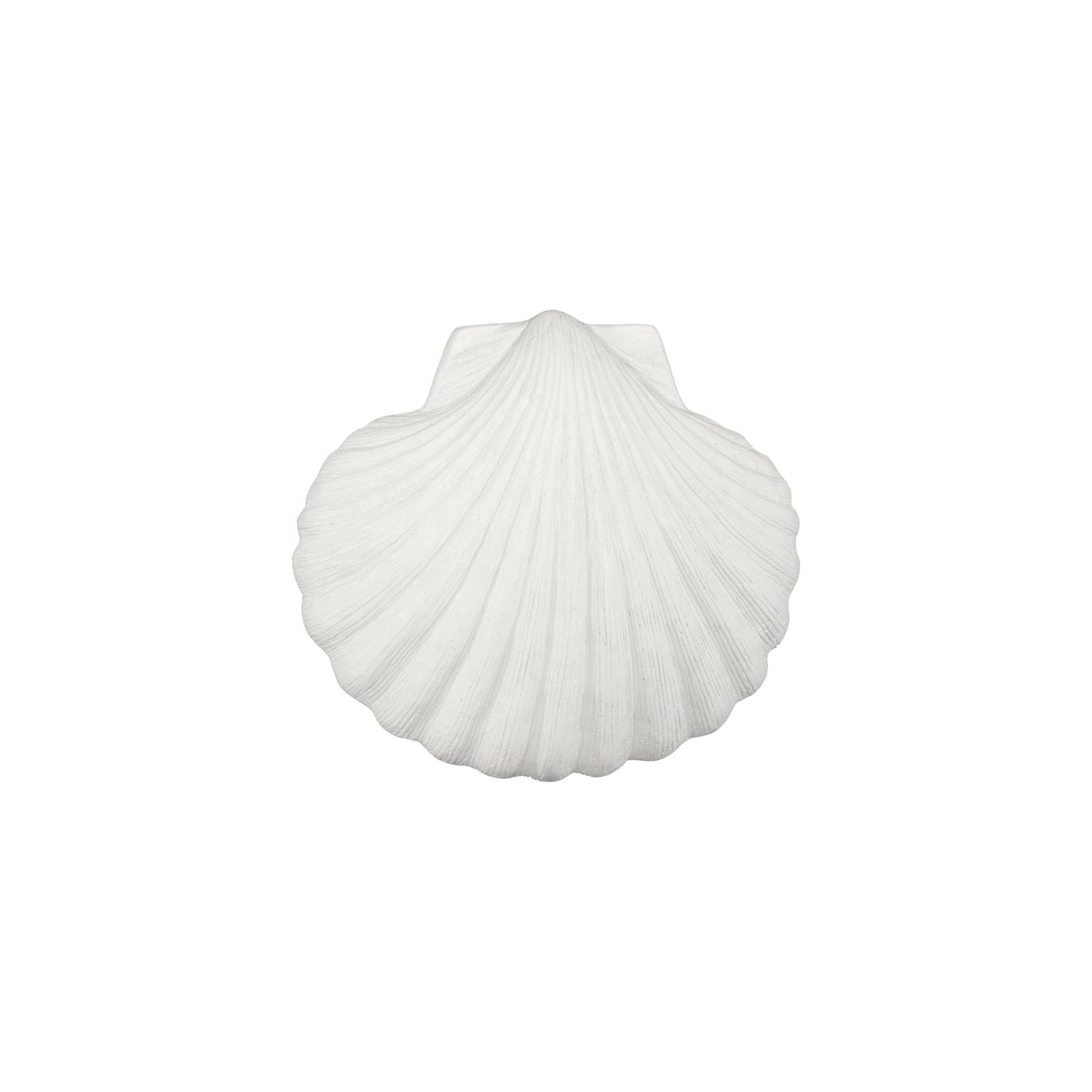 Sea Shell Wall Art