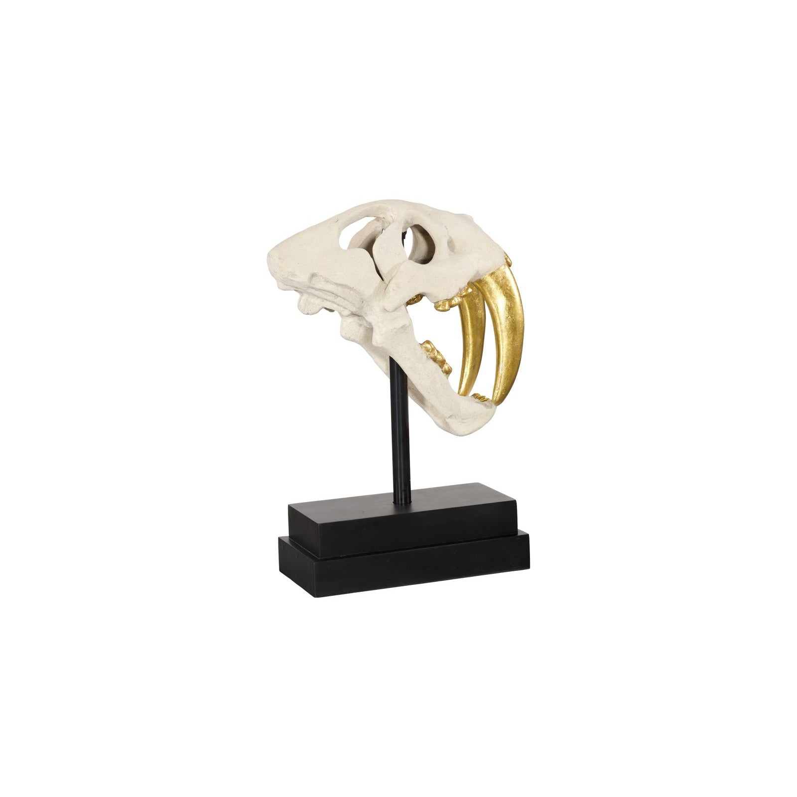 Saber Tooth Tiger Skull